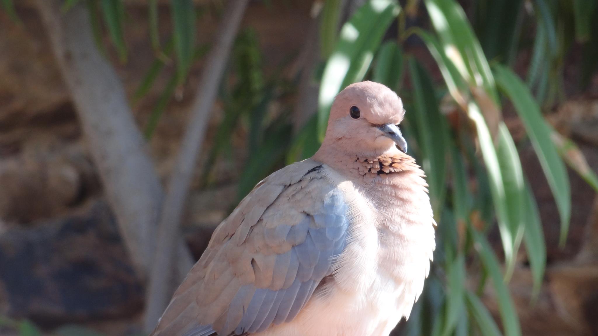 Laughing dove at Zafar Mahal in Delhi, India