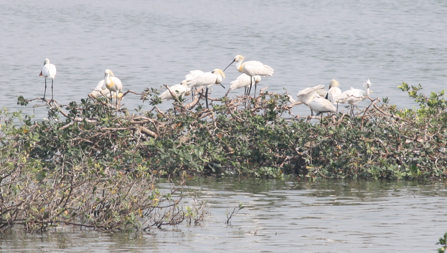 Flock of Eurasian spoonbills at Vedanthangal Bird Sanctuary, Tamil Nadu, India