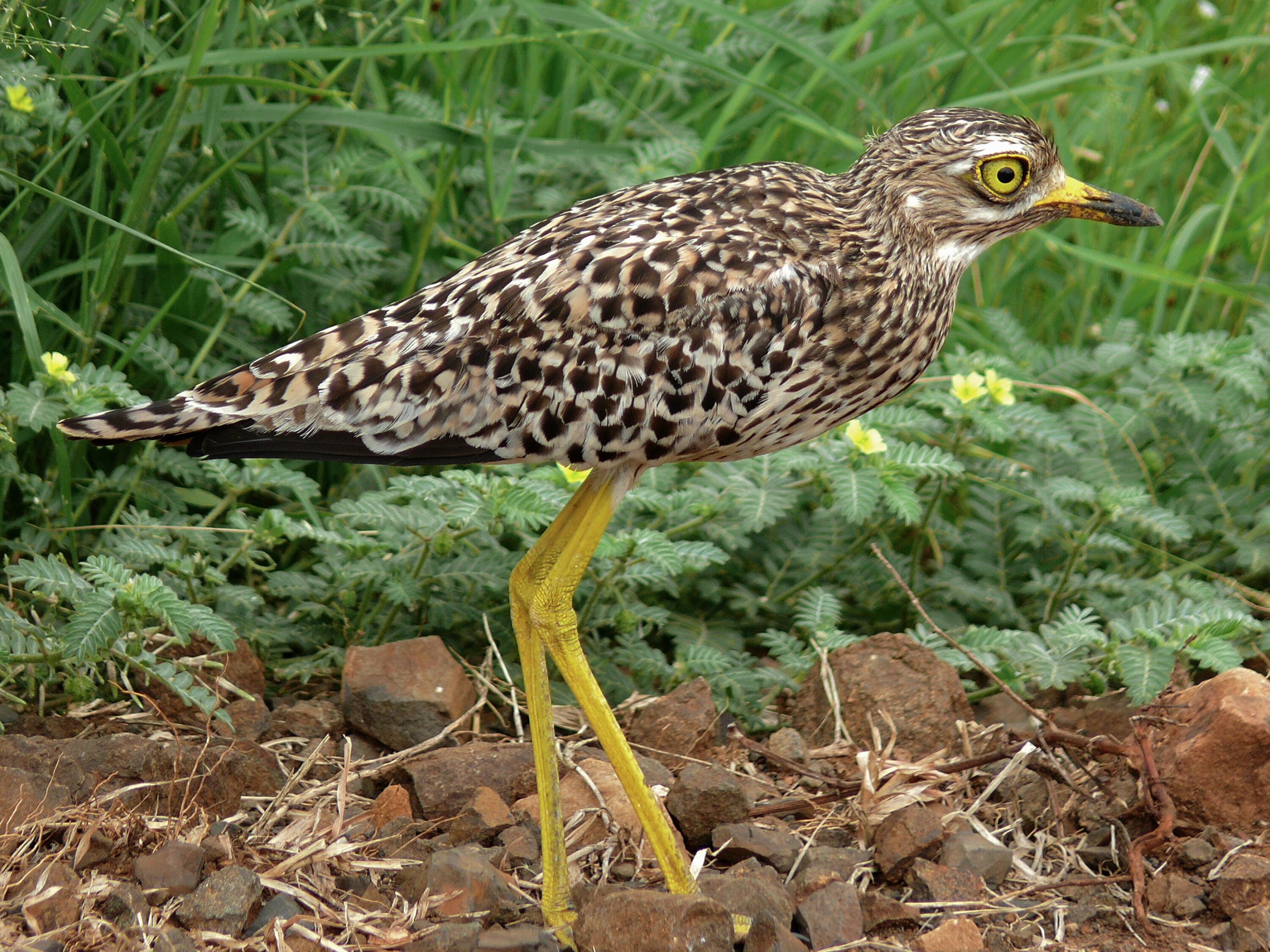 Spotted thick-knee standing in Kruger National Park, South Africa