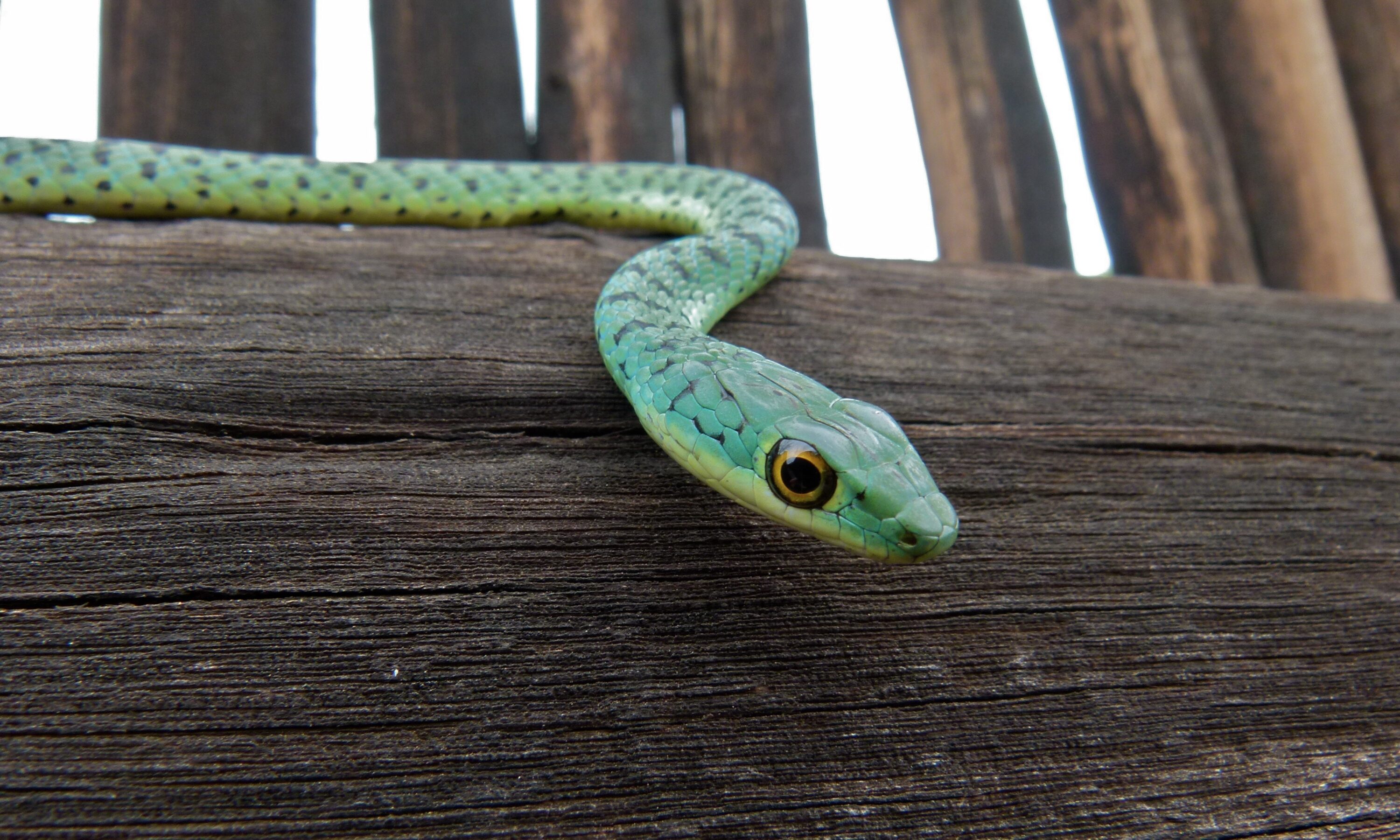 Spotted bush snake on a wooden structure