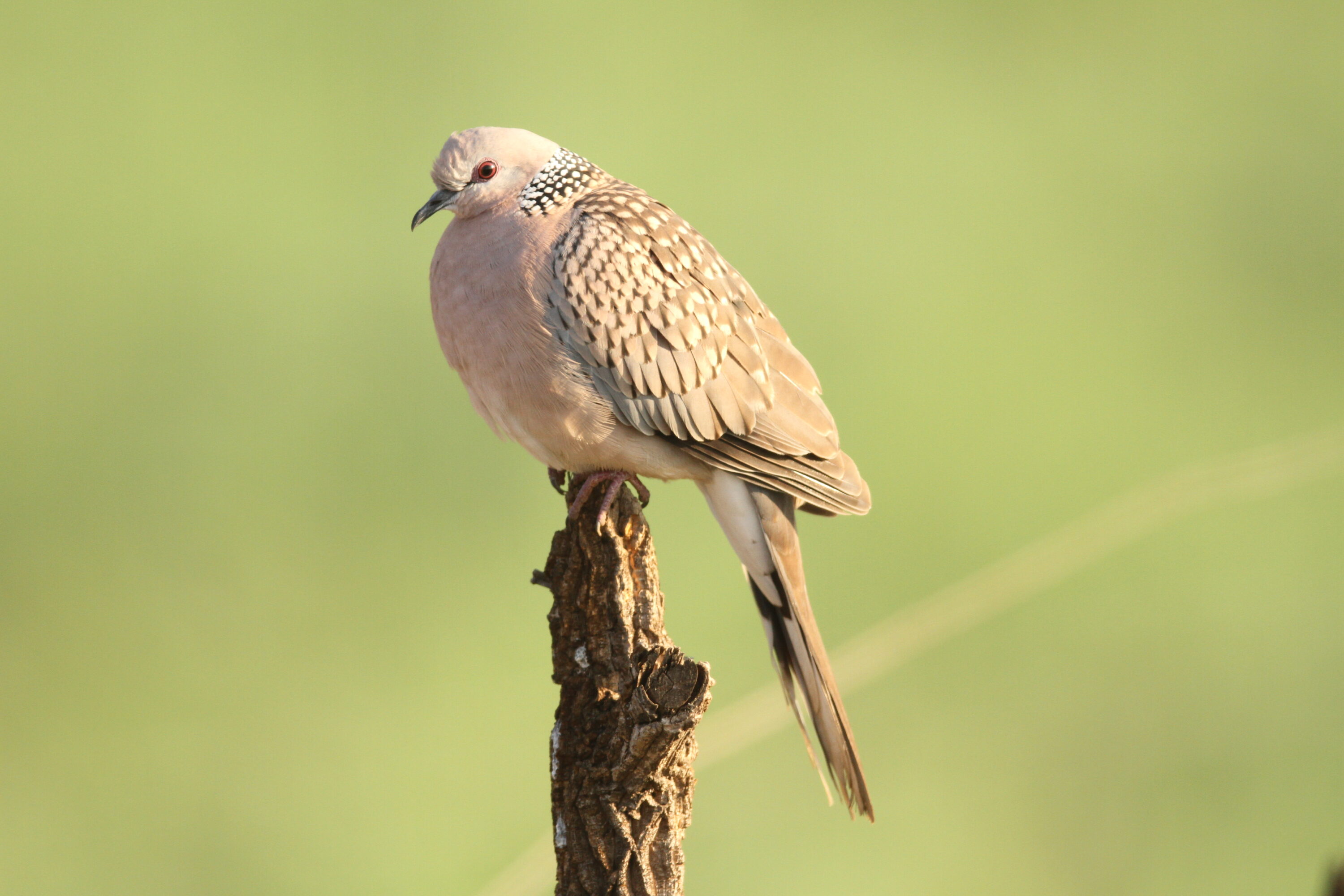 Spotted dove perched on a stump in India
