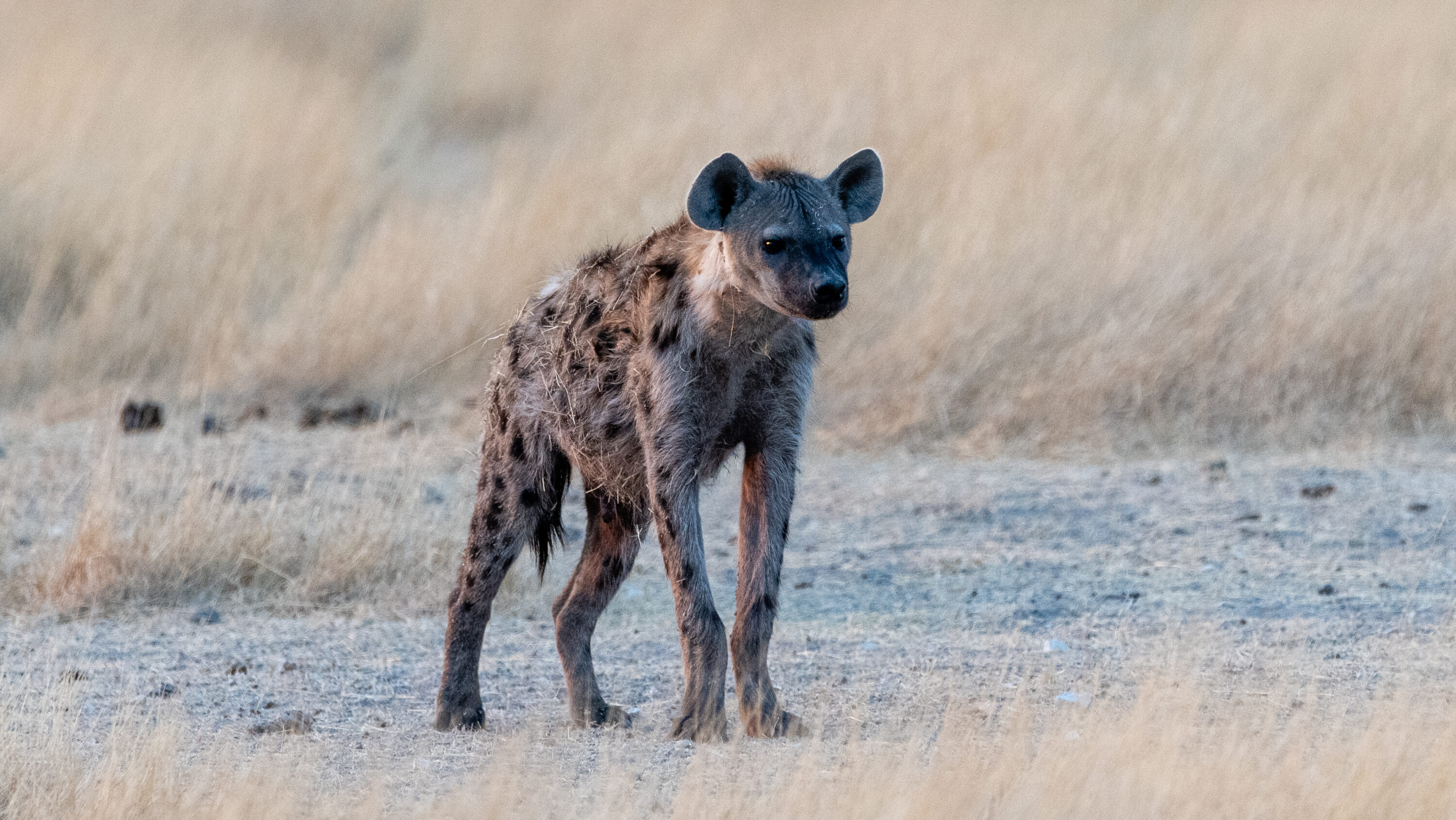 Spotted hyena in Etosha National Park, Namibia