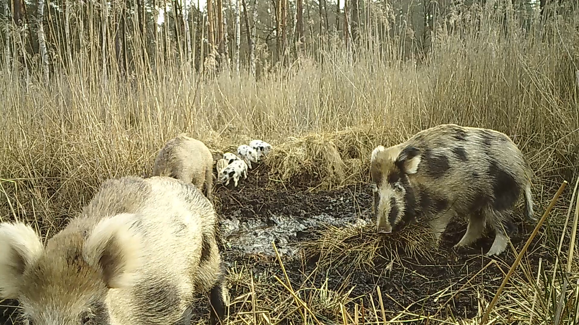 Wild boars and piglets in a camera-trap frame from Poland