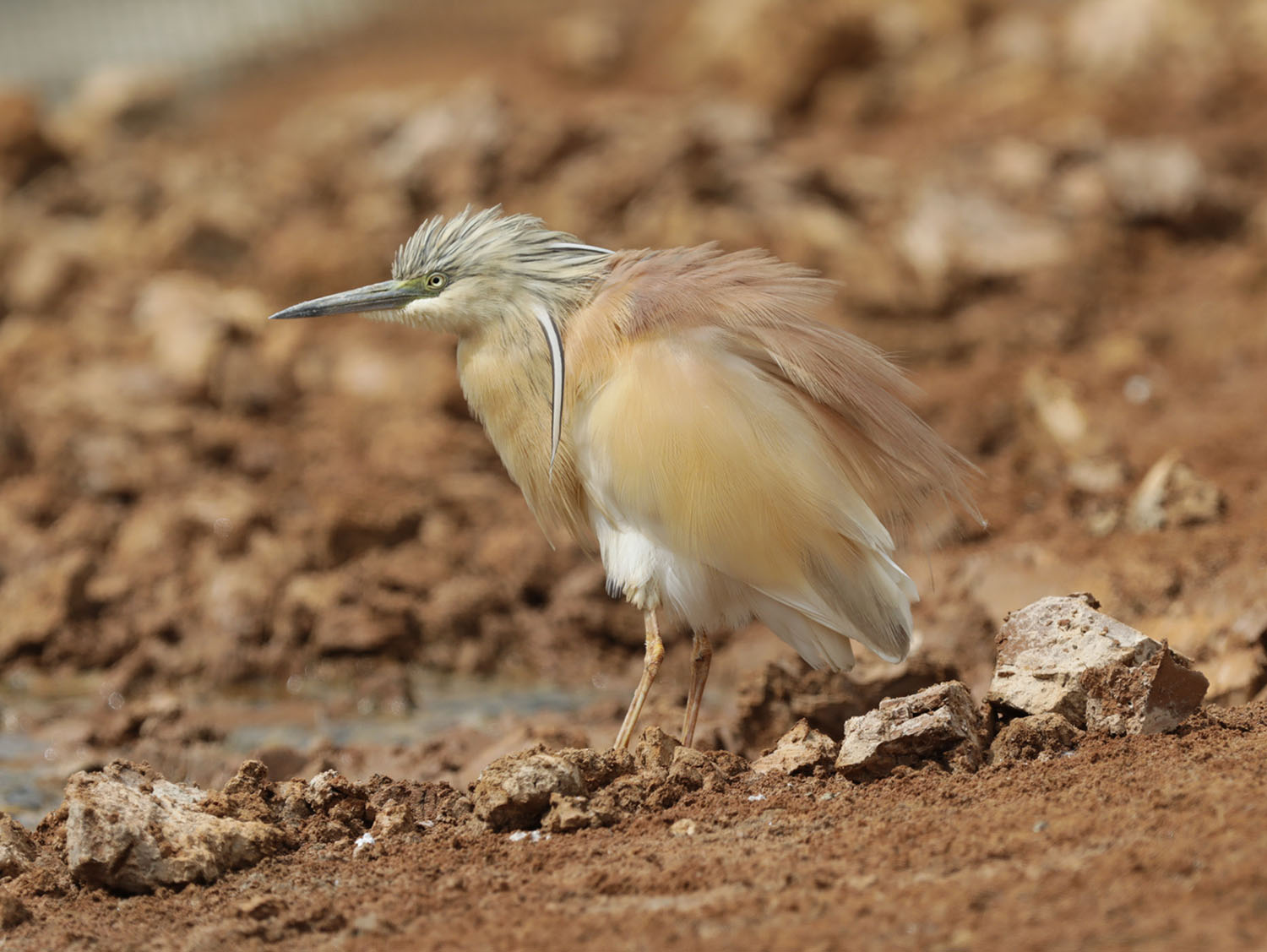 Adult Squacco Heron at Għadira Nature Reserve in Malta