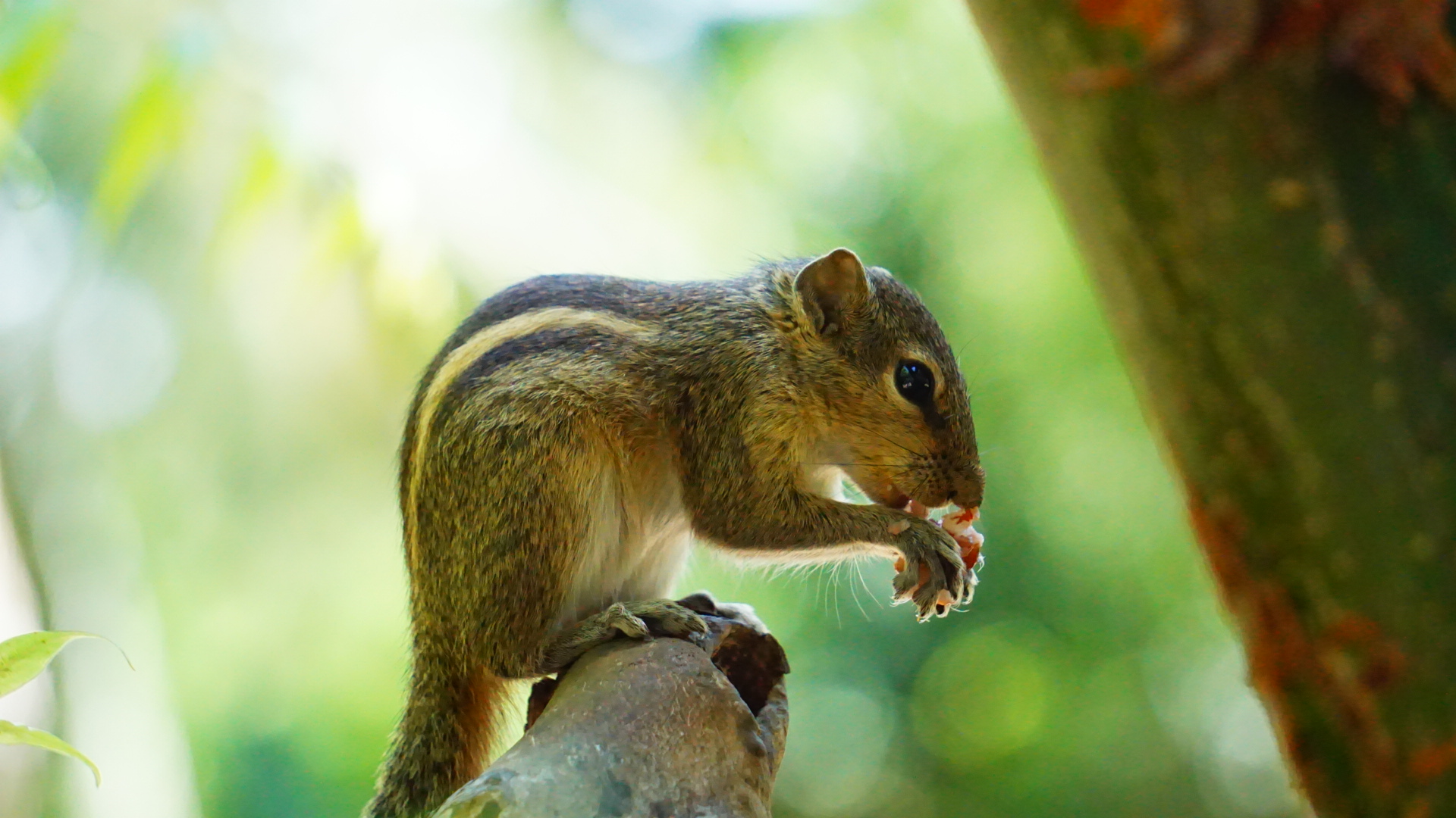Indian palm squirrel eating while perched on a branch