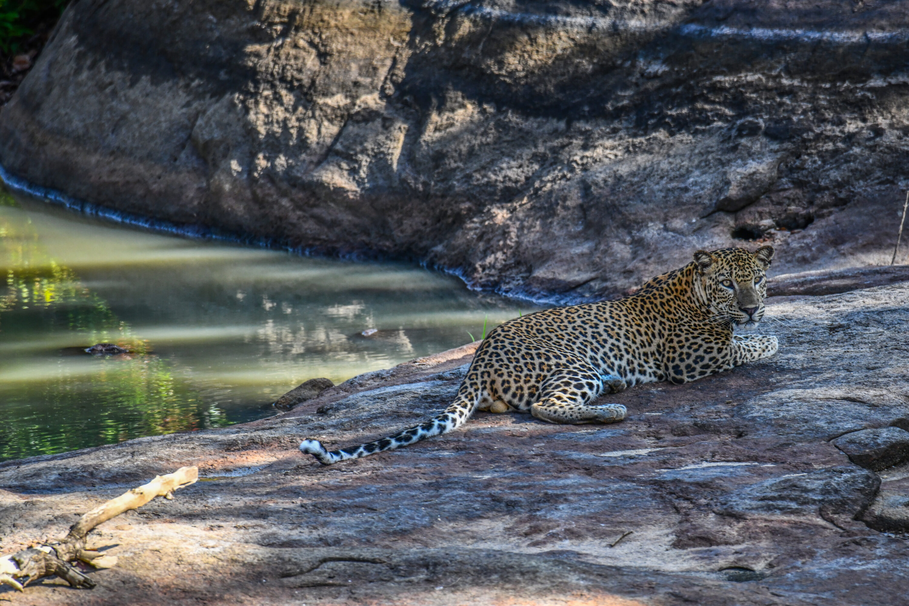 Adult male Sri Lankan leopard resting on a rock in Sri Lanka