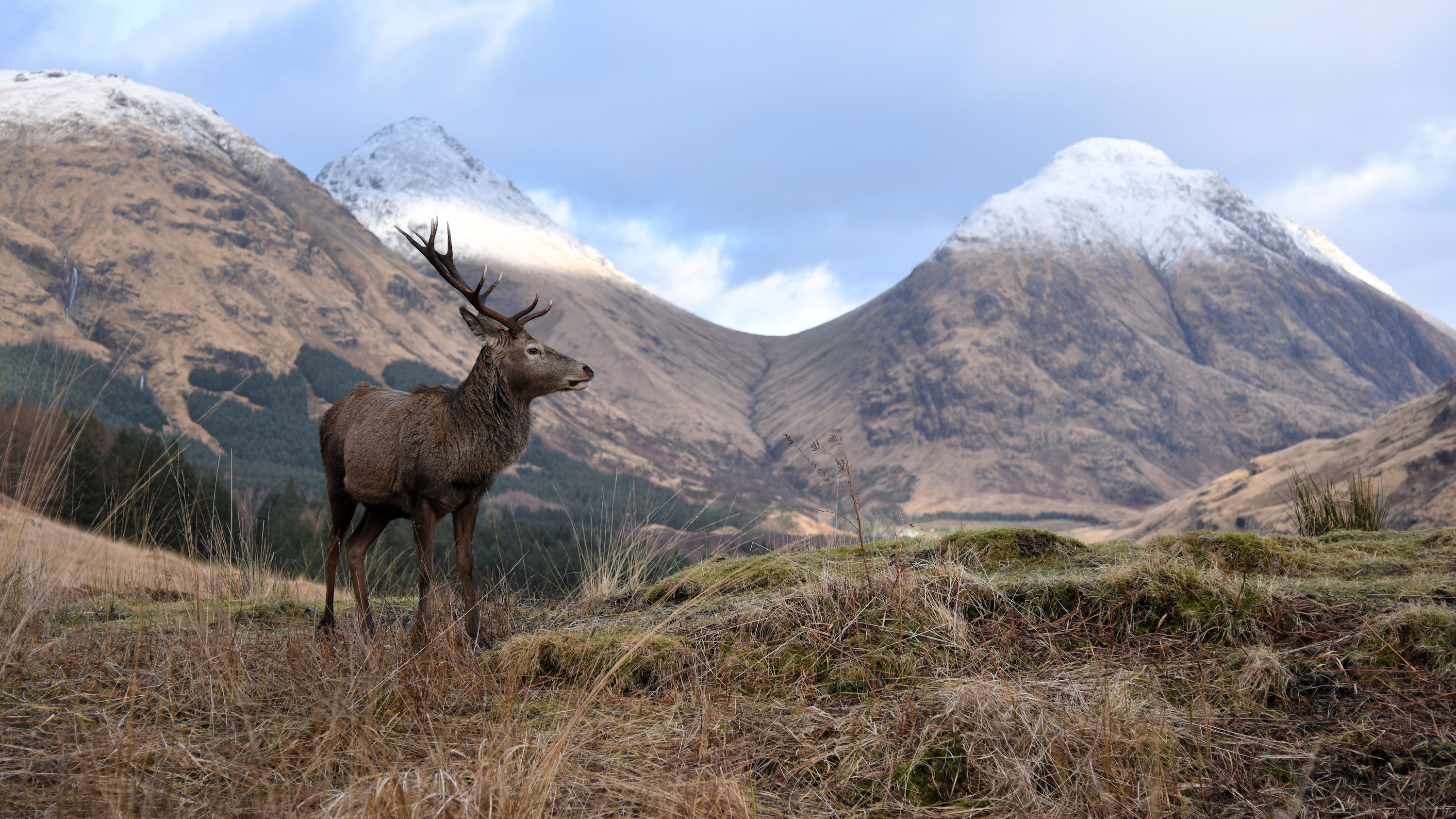 Wild red deer stag in Glen Etive, Scotland