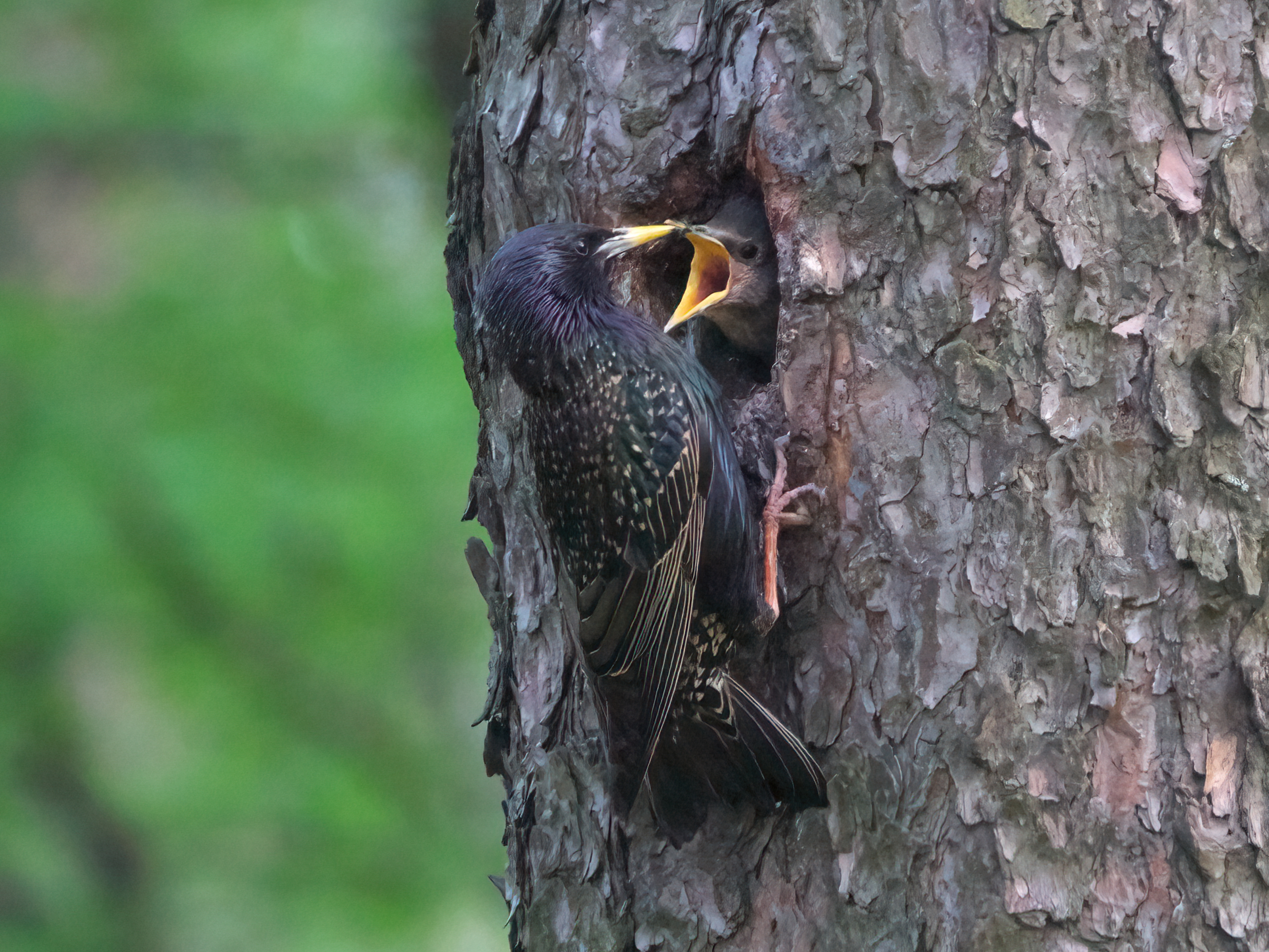 Adult common starling feeding a chick at a nest cavity