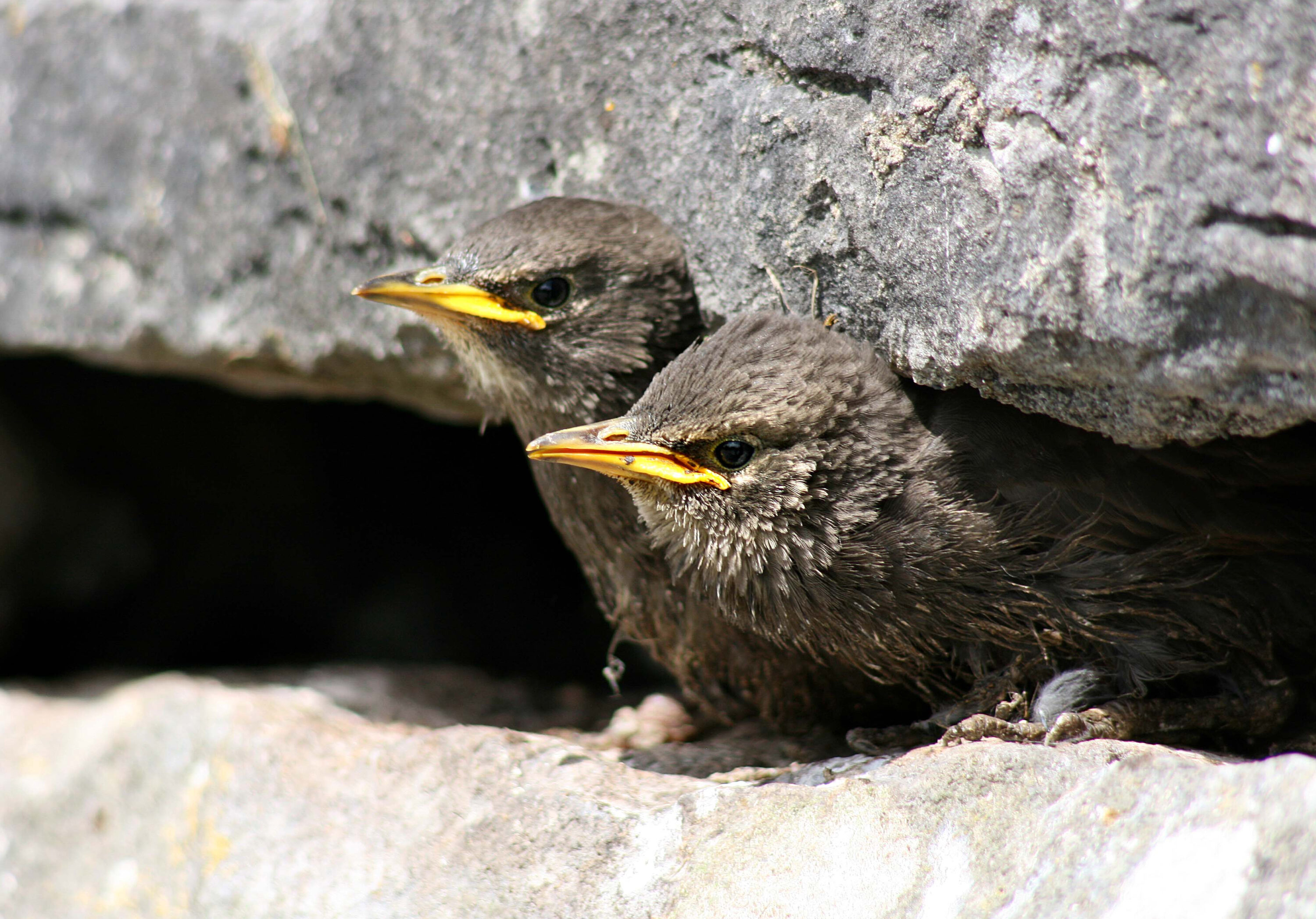 Two common starling chicks at a nest opening in a stone wall