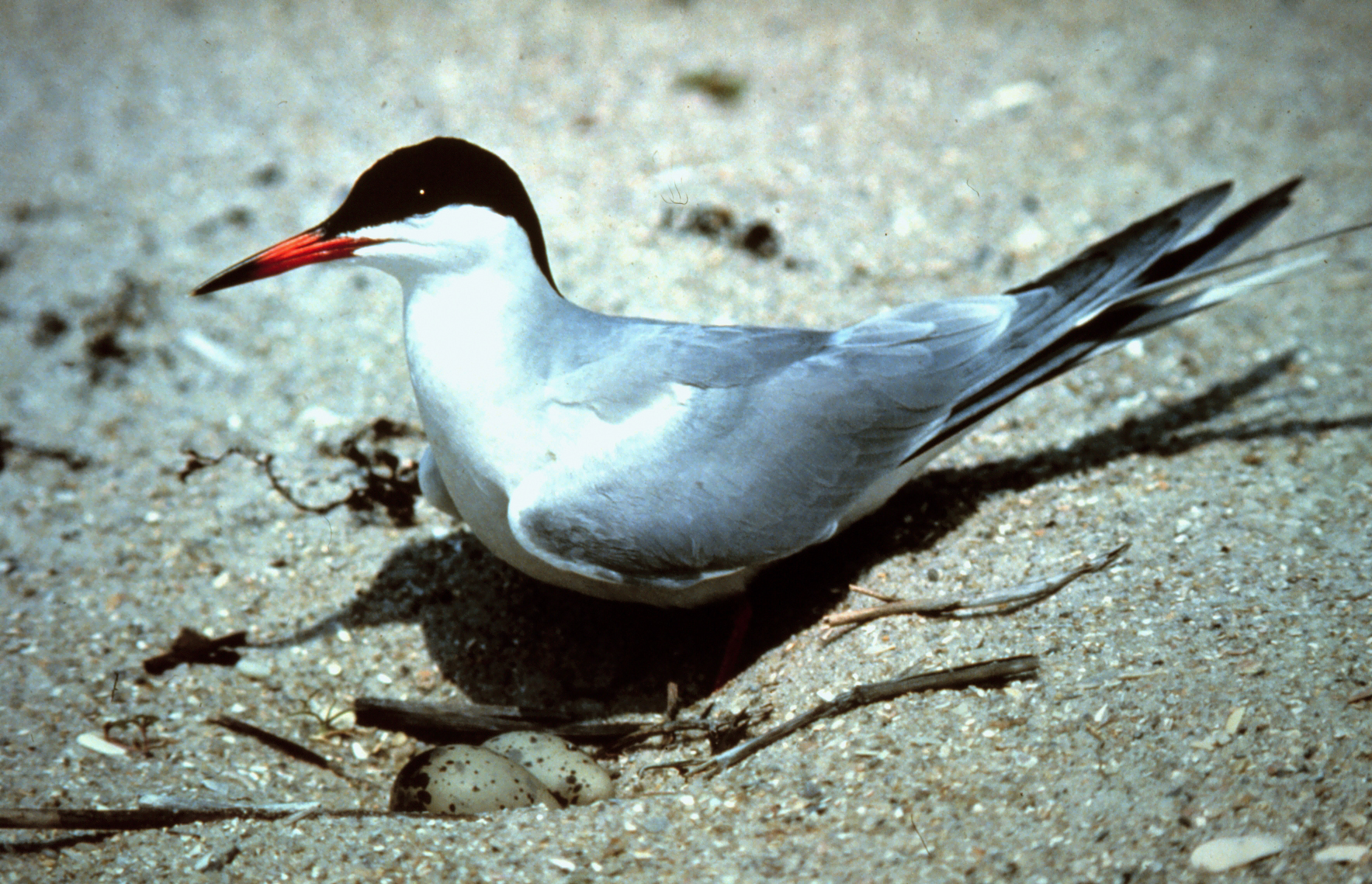 Common tern guarding a nest with speckled eggs