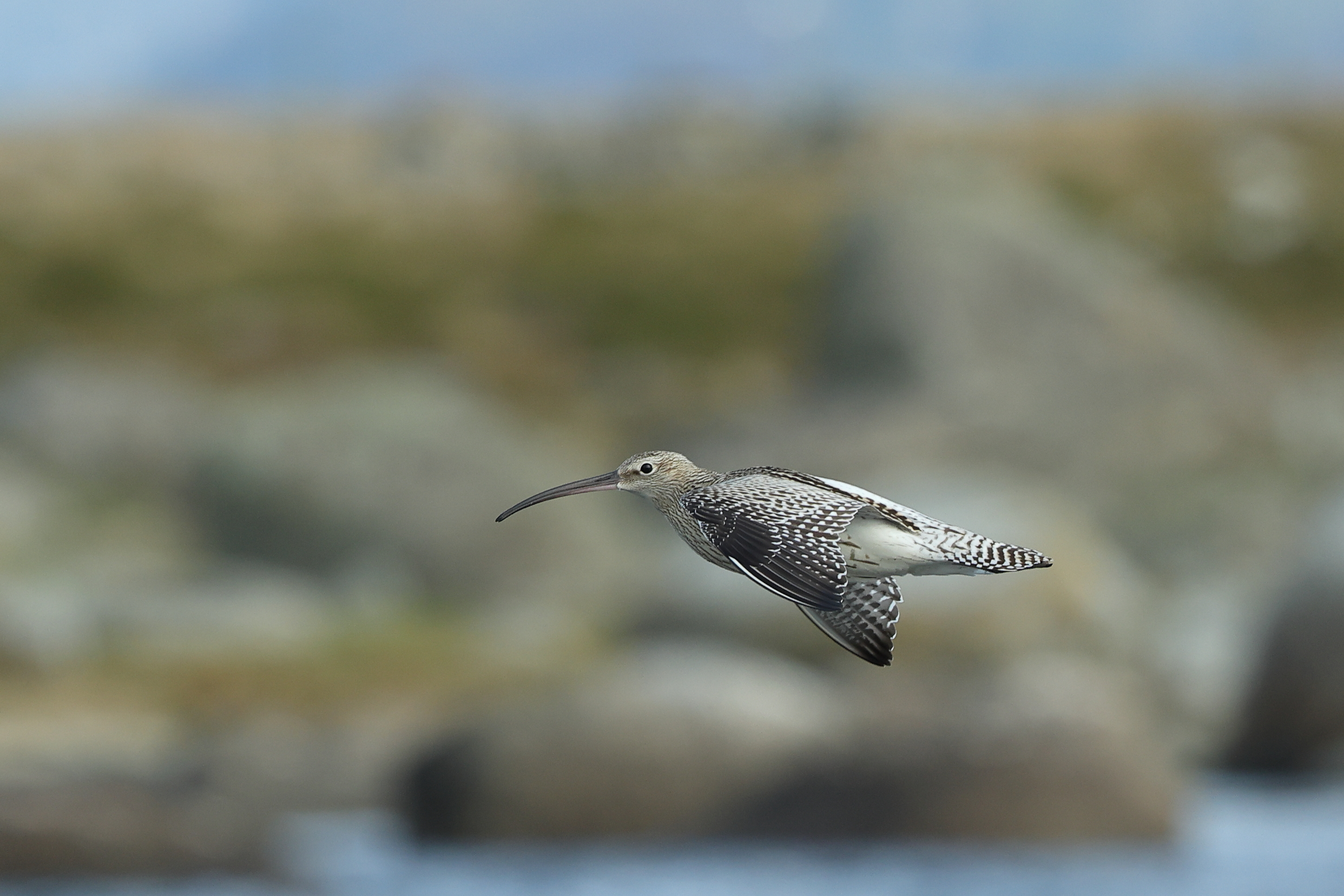 Eurasian curlew at Lista, Norway