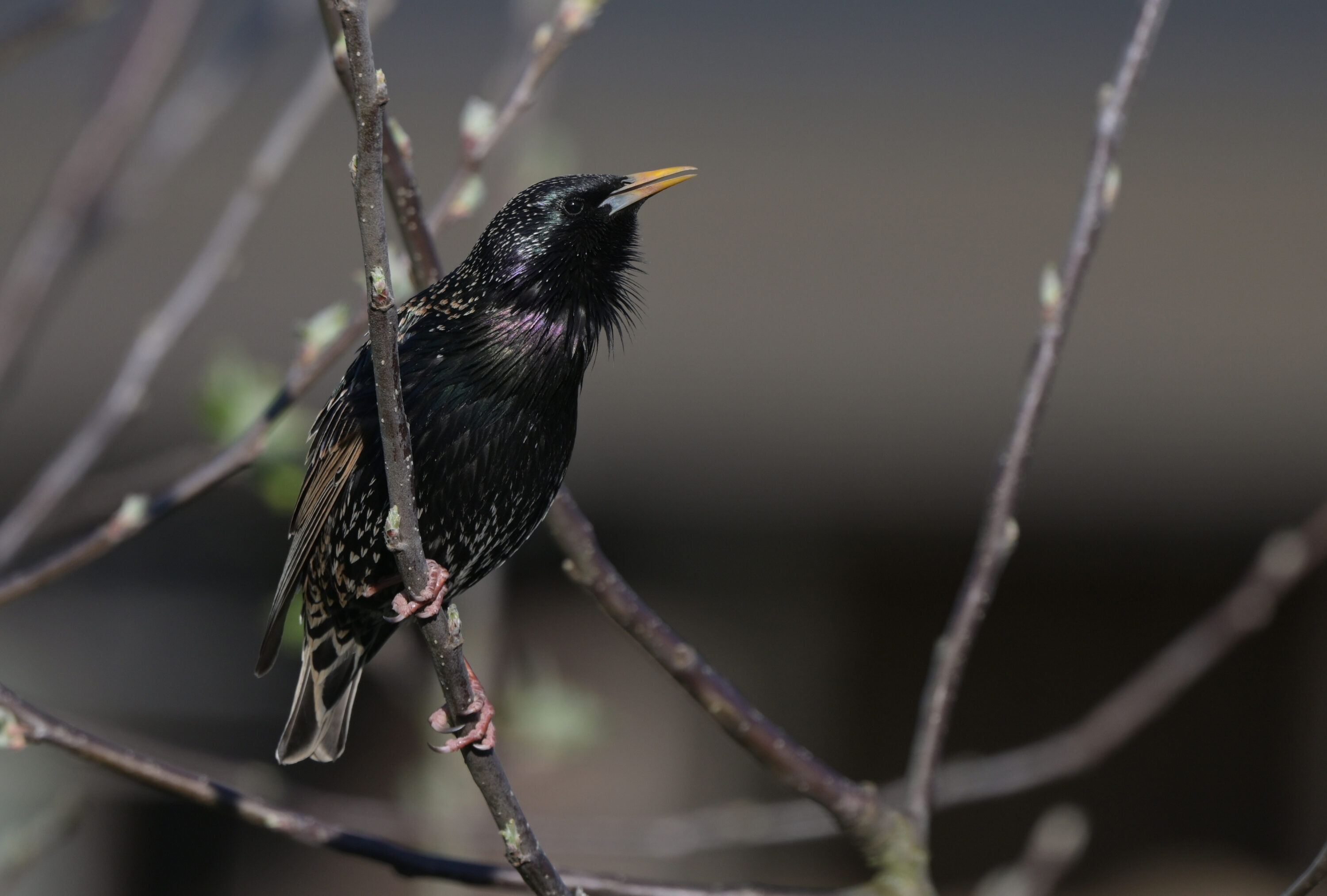 Common starling perched on a branch in Saarland, Germany