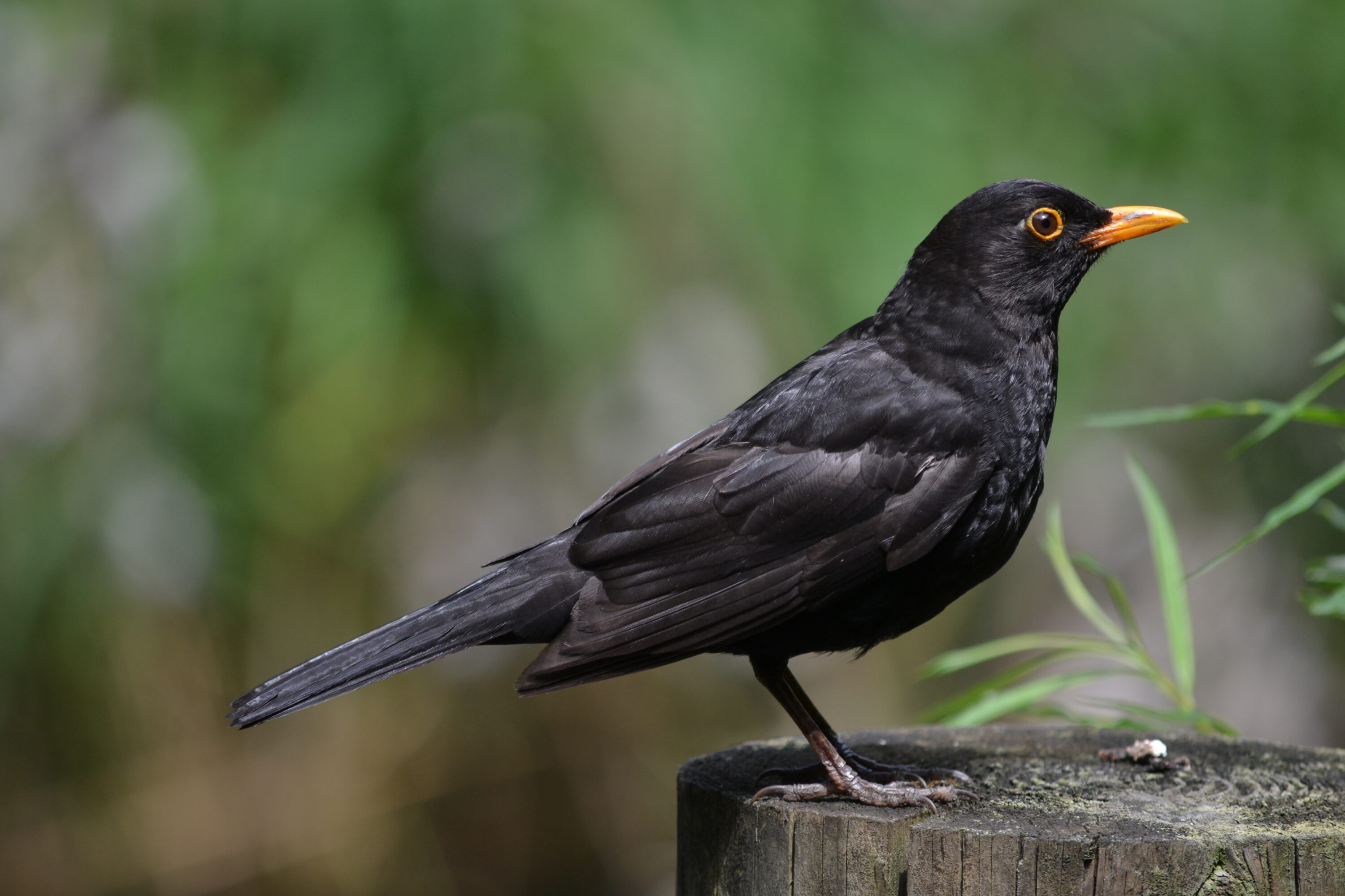 Adult male Eurasian blackbird perched on a wooden post
