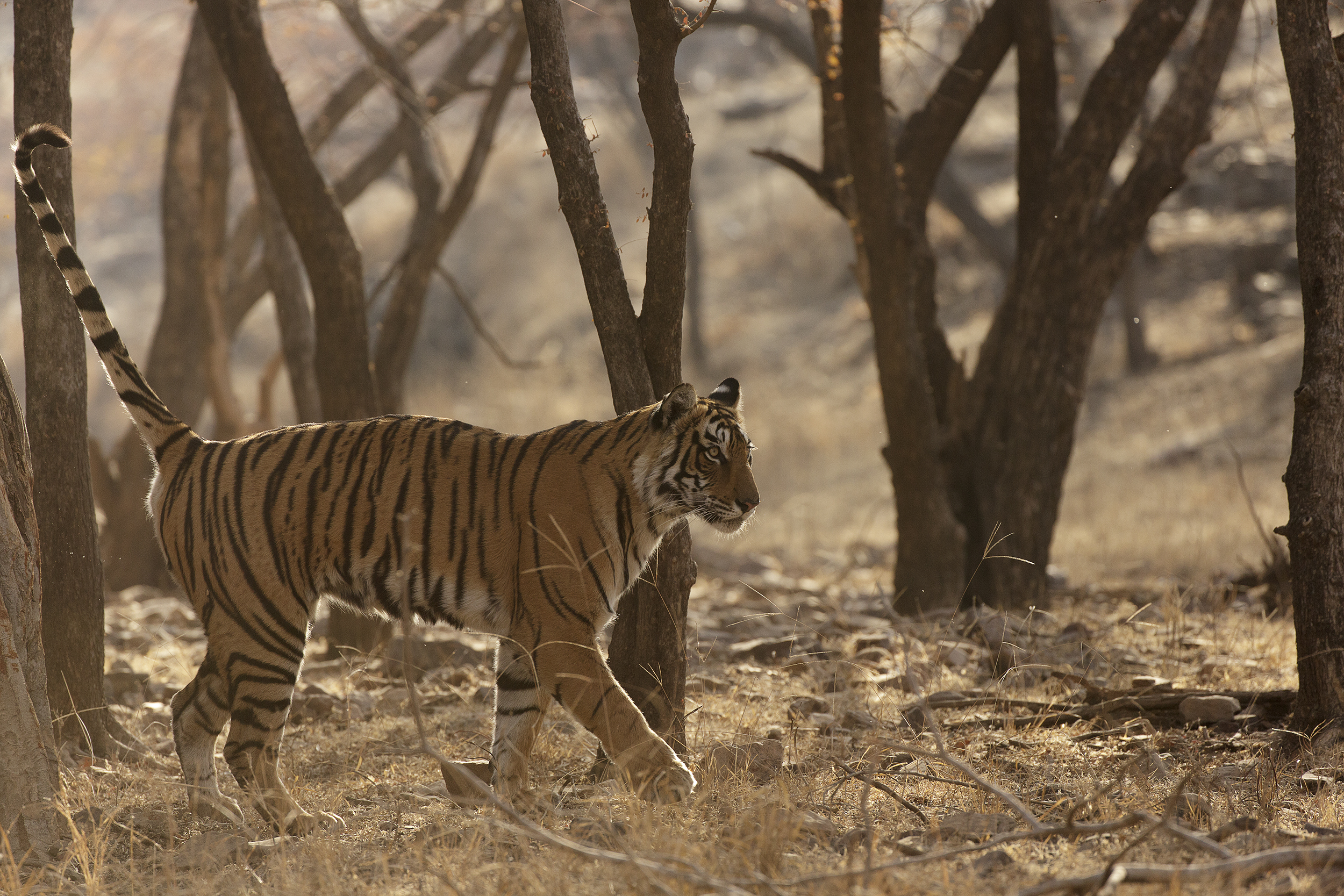 Sub-adult Bengal tiger scent-marking in dry forest in Ranthambore National Park, India