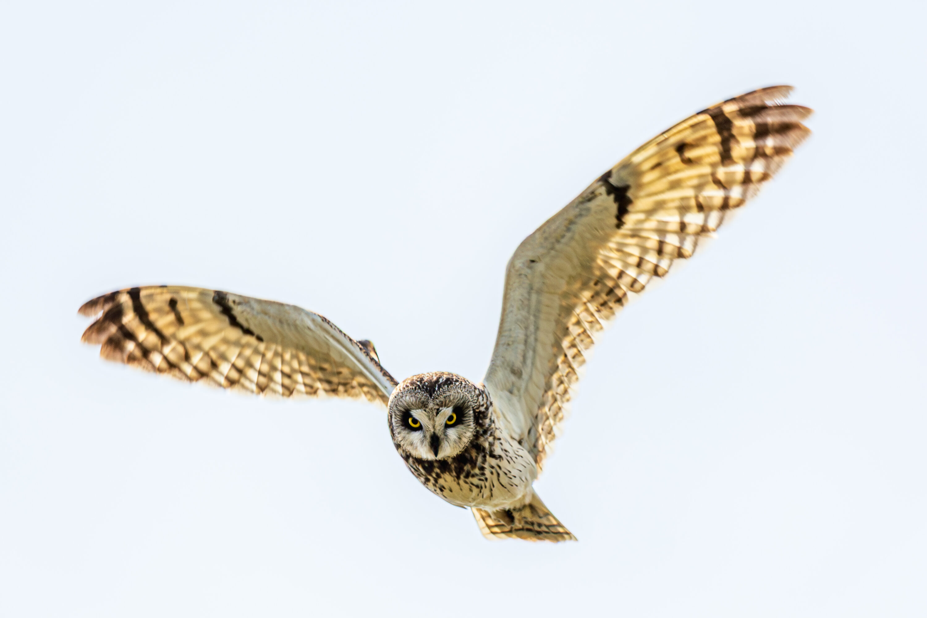 Short-eared Owl in flight at Spiekeroog, Germany