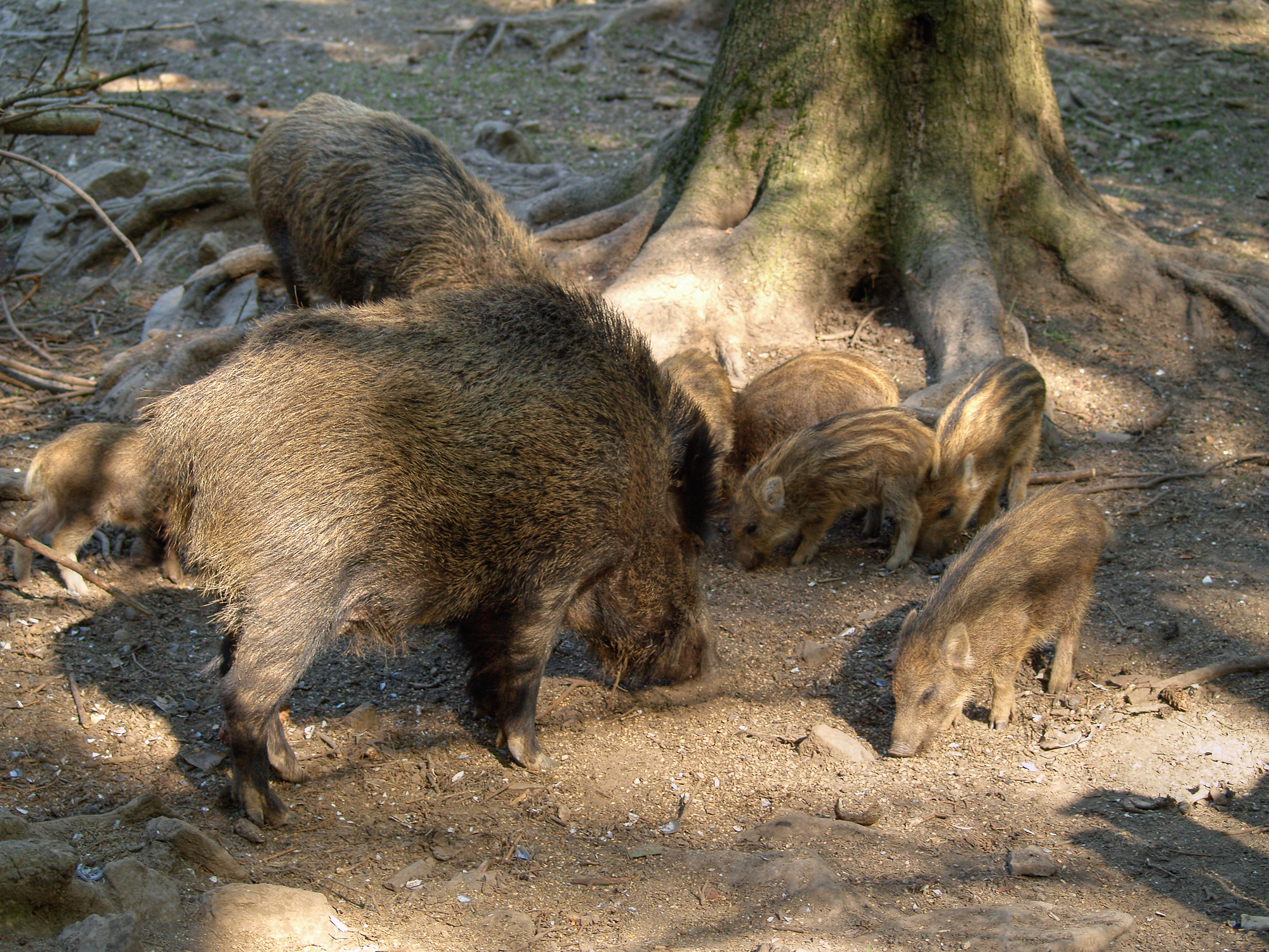 Wild boar sounder with sow and piglets