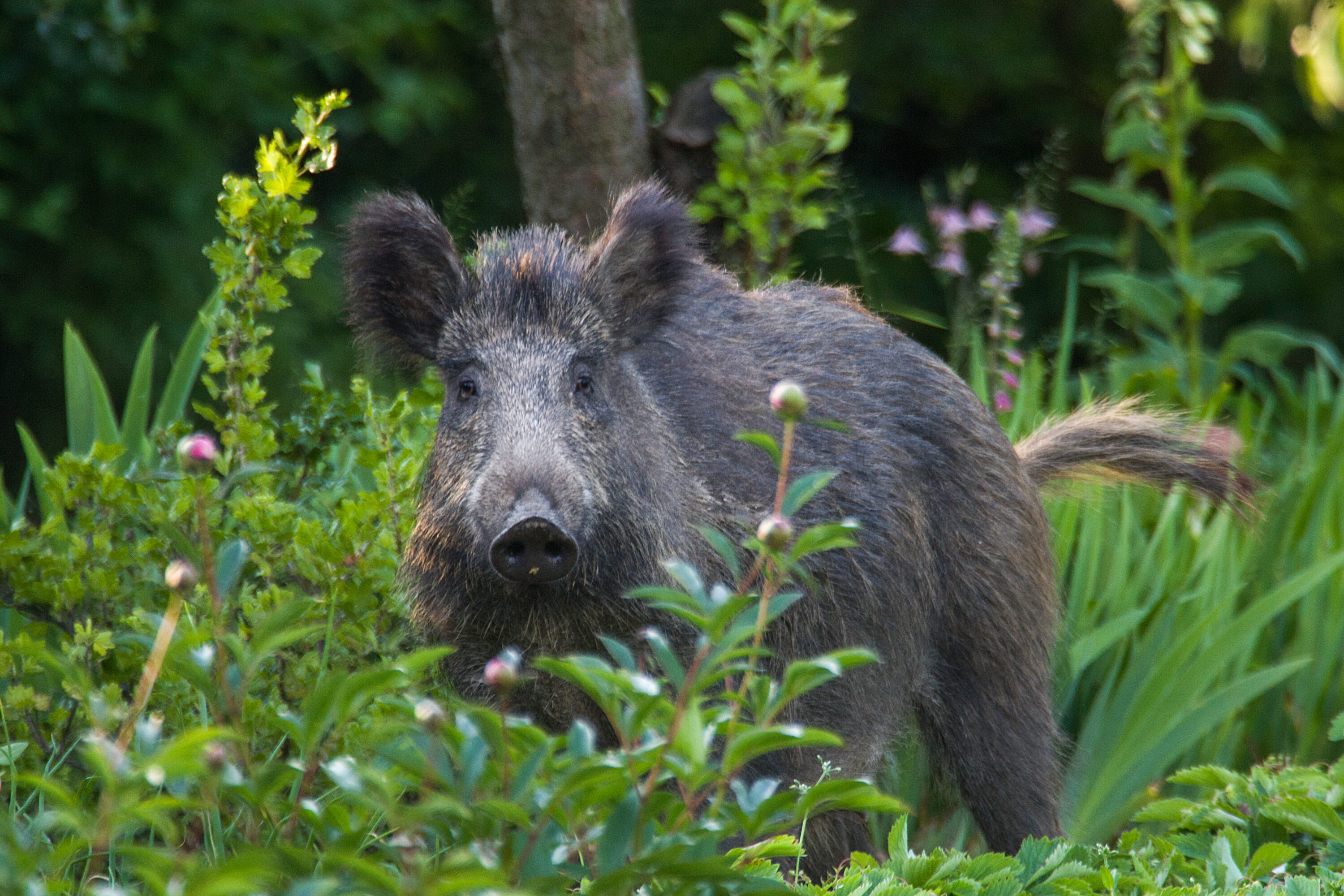 Wild boar near Łódź, Poland
