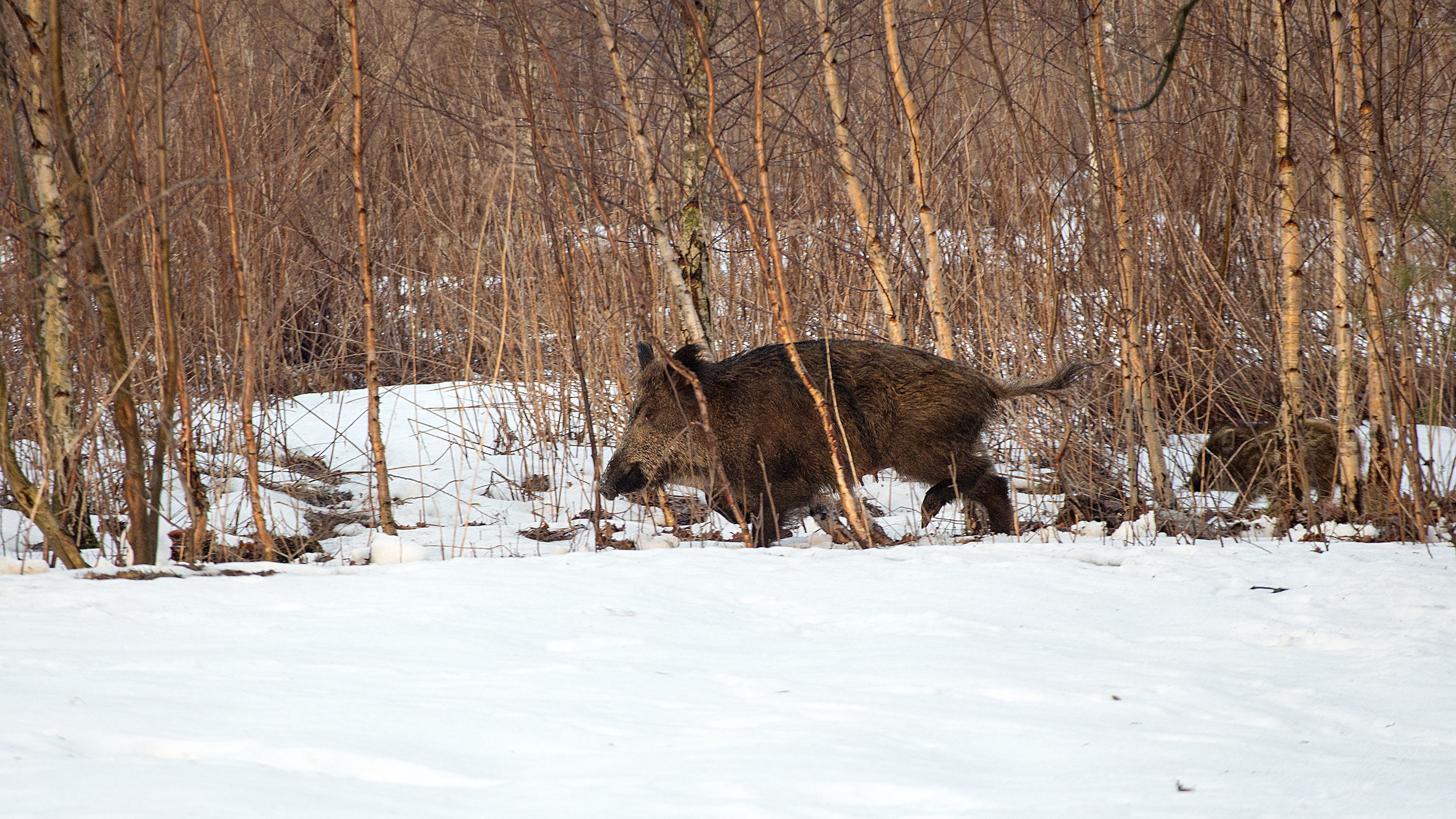 Wild boars at the edge of Łódź, Poland