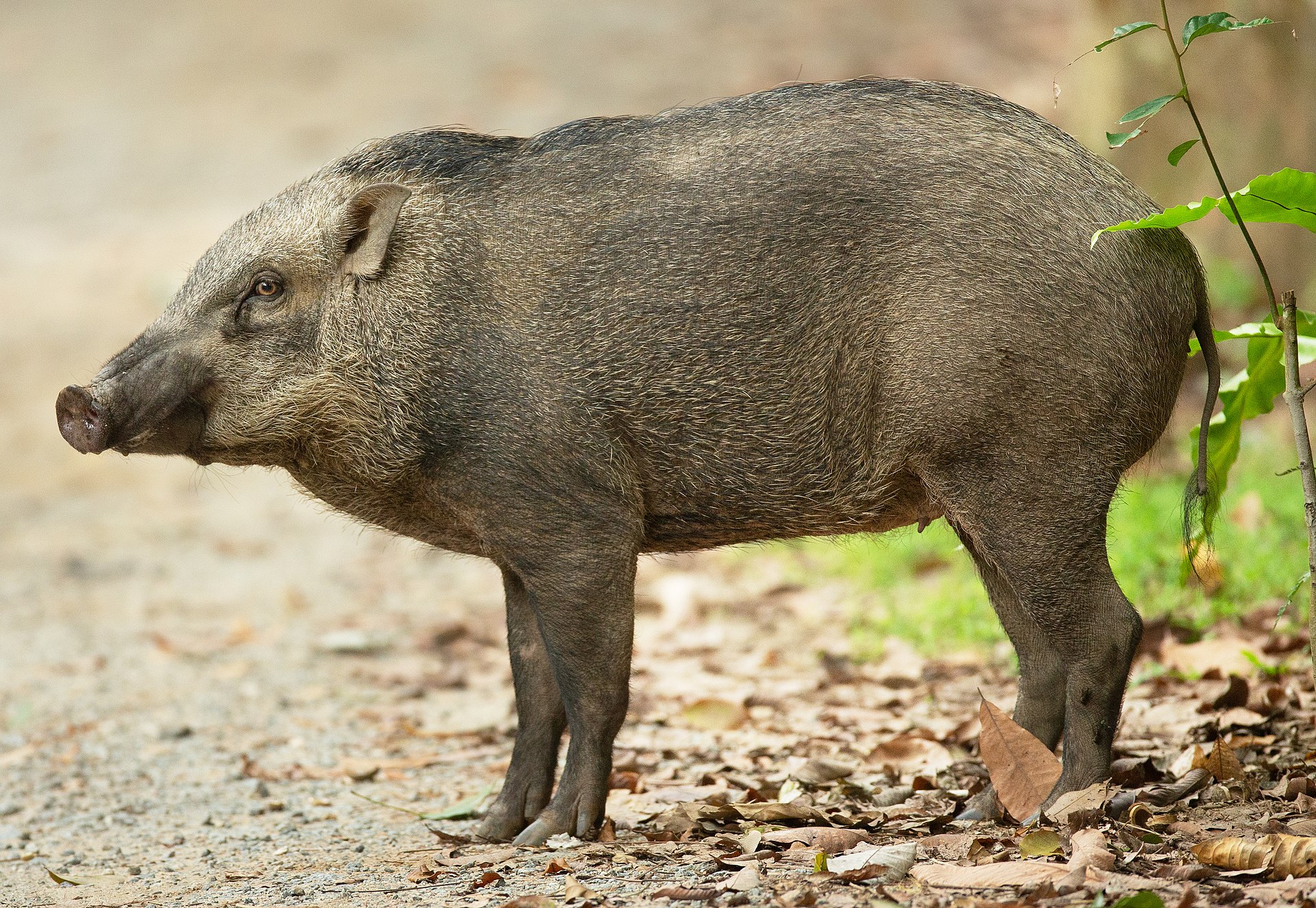 Wild boar standing in vegetation on Pulau Ubin, Singapore