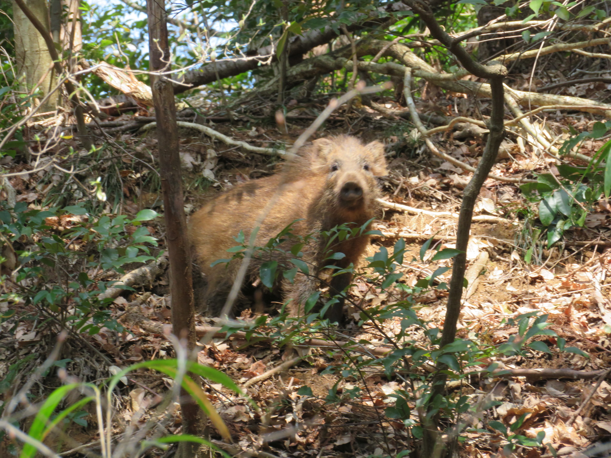 Japanese wild boar standing in woodland in Japan