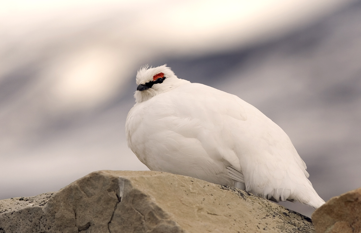 Male Svalbard rock ptarmigan standing on tundra vegetation