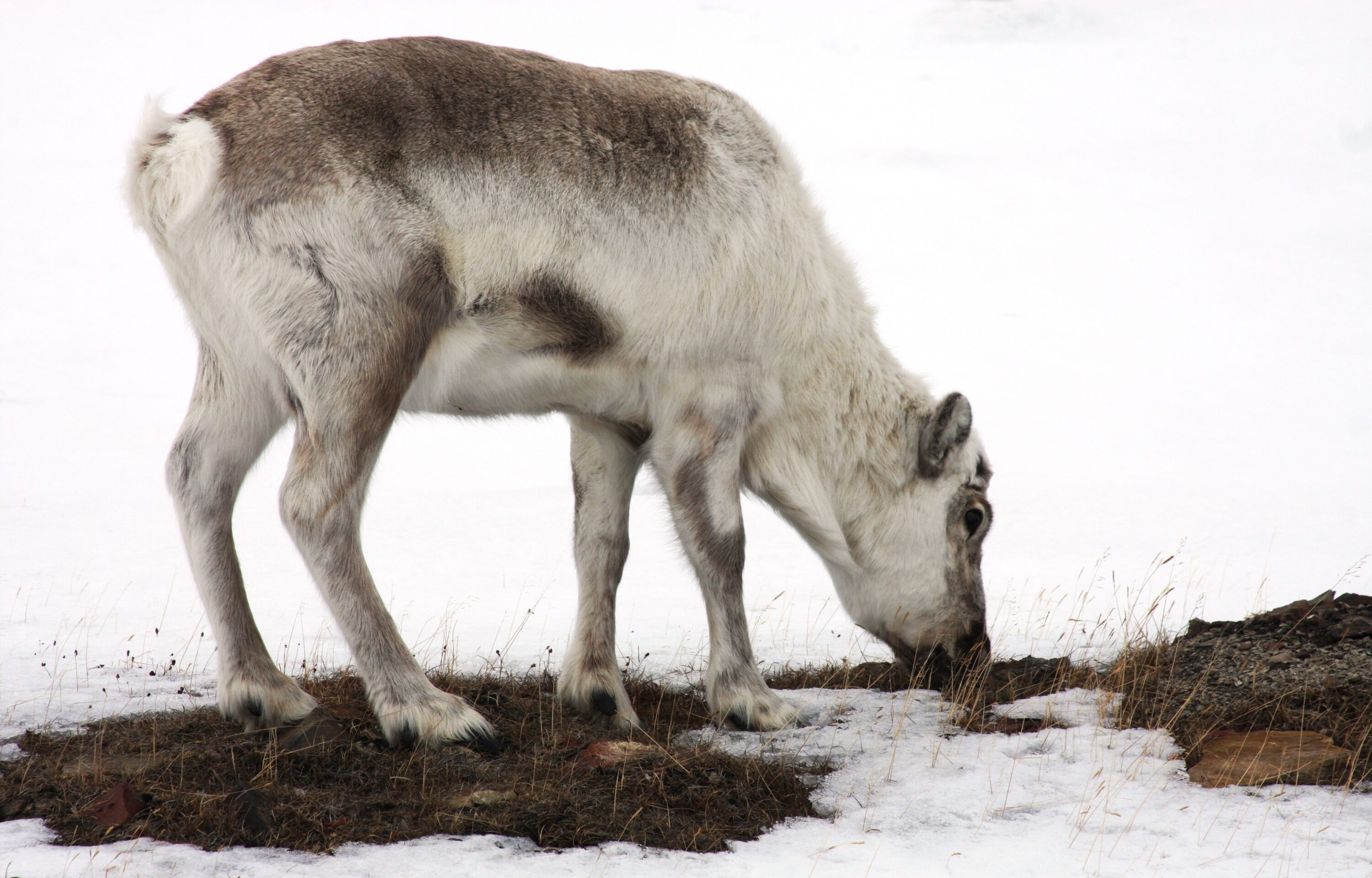 Svalbard reindeer near Longyearbyen in spring