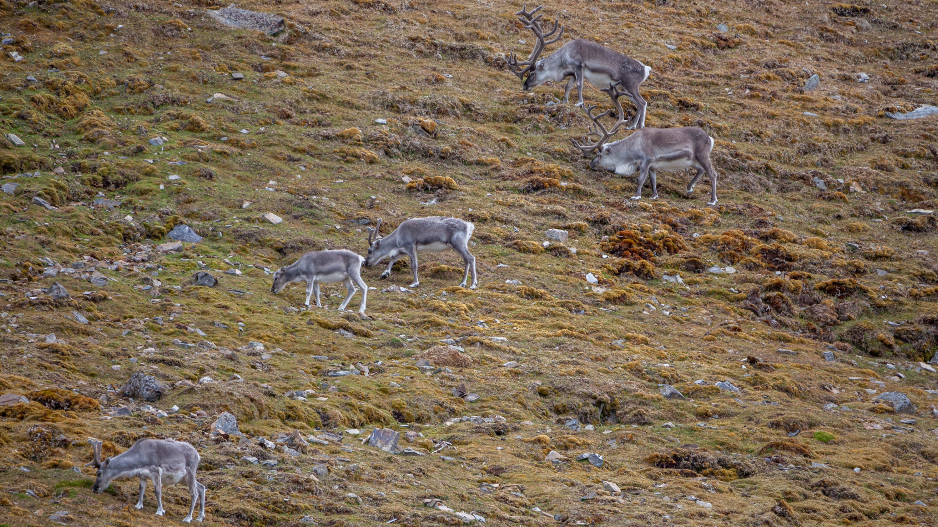 Live Svalbard reindeer on summer tundra at Reinsdyrflya