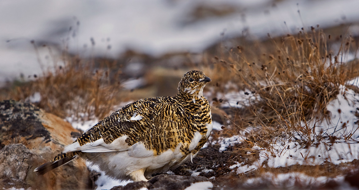 Female Svalbard rock ptarmigan in mottled plumage on open tundra