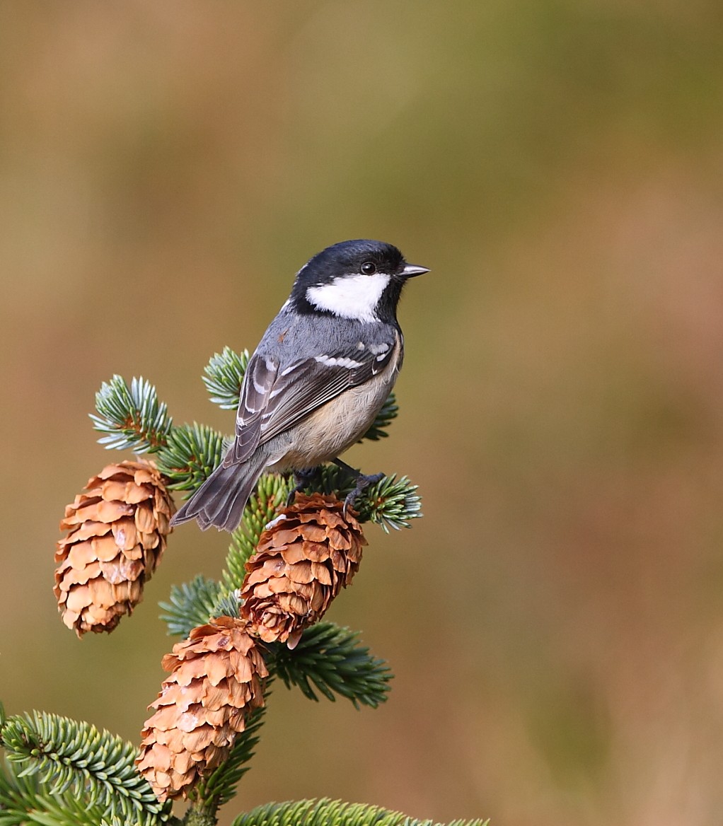 Coal tit perched on a spruce branch with cones at Steinodden, Lista, Norway