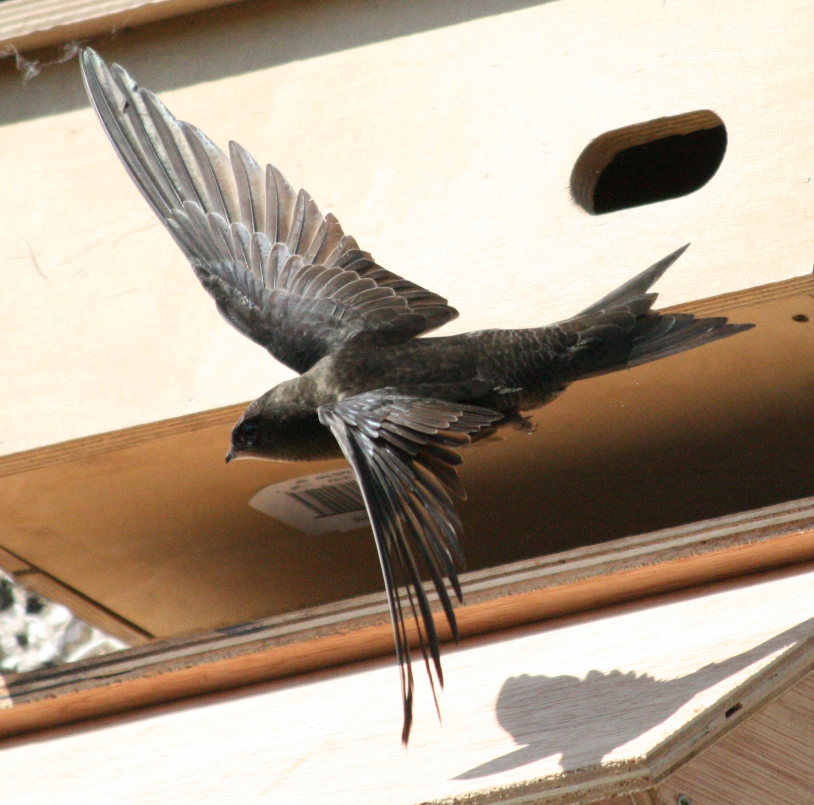A common swift retreating from an occupied nest box