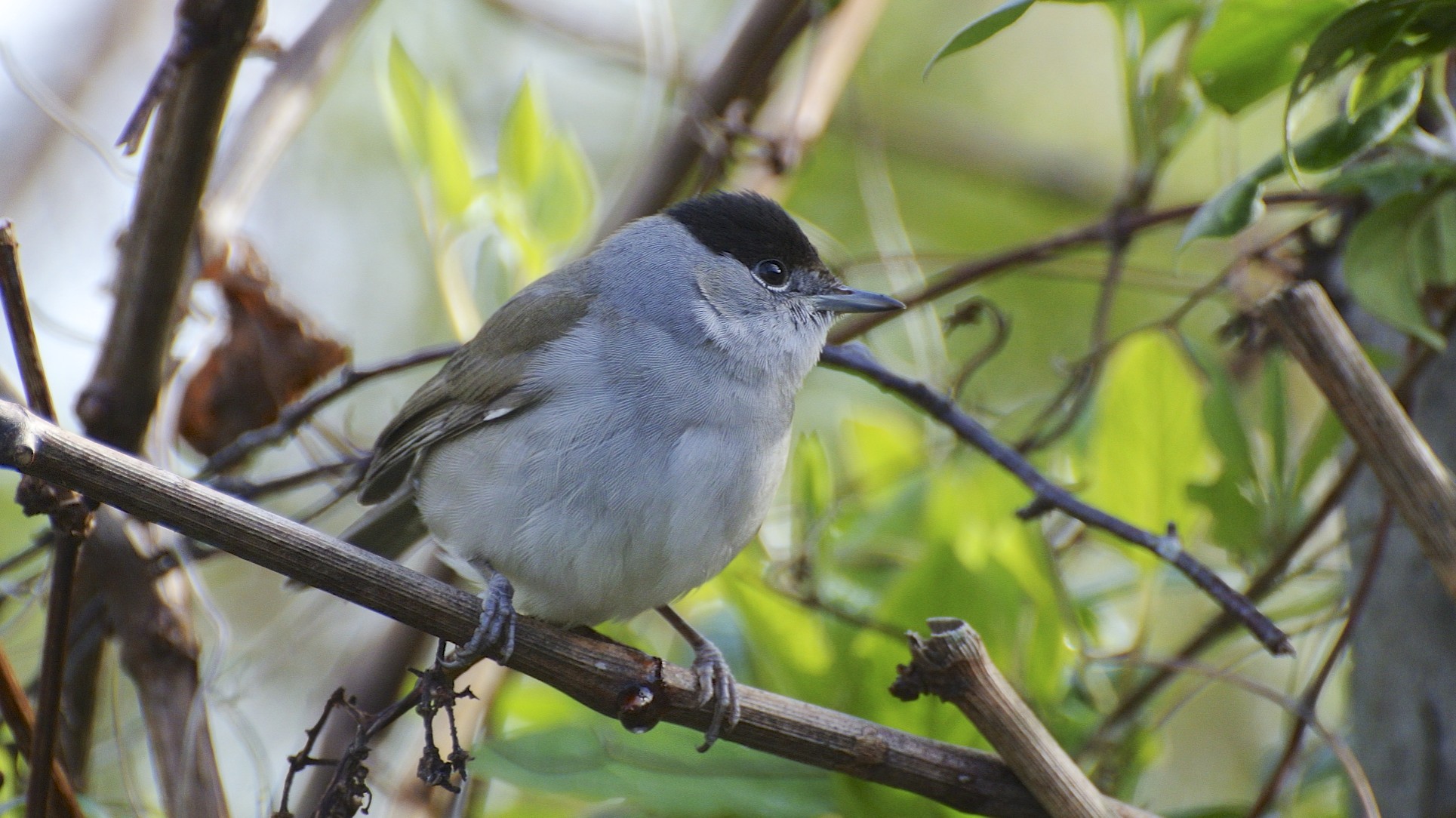 Wild male Eurasian blackcap in a garden