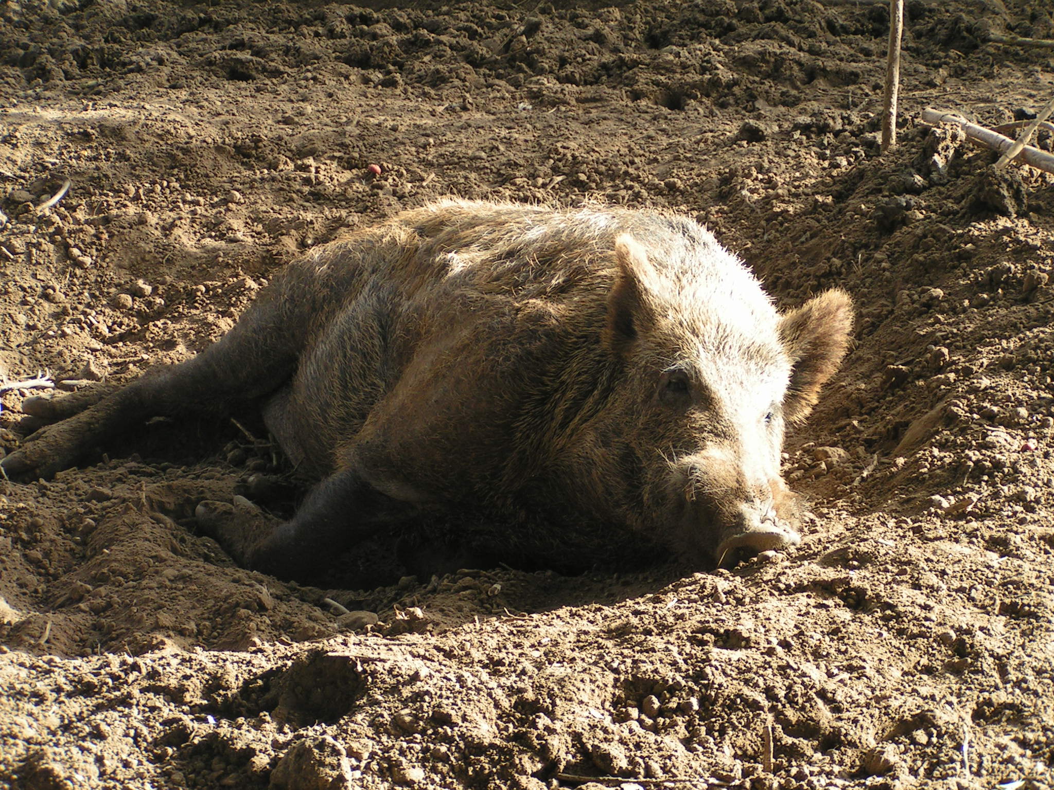 Male wild boar in a mud wallow at Tel Aviv University Zoological Garden