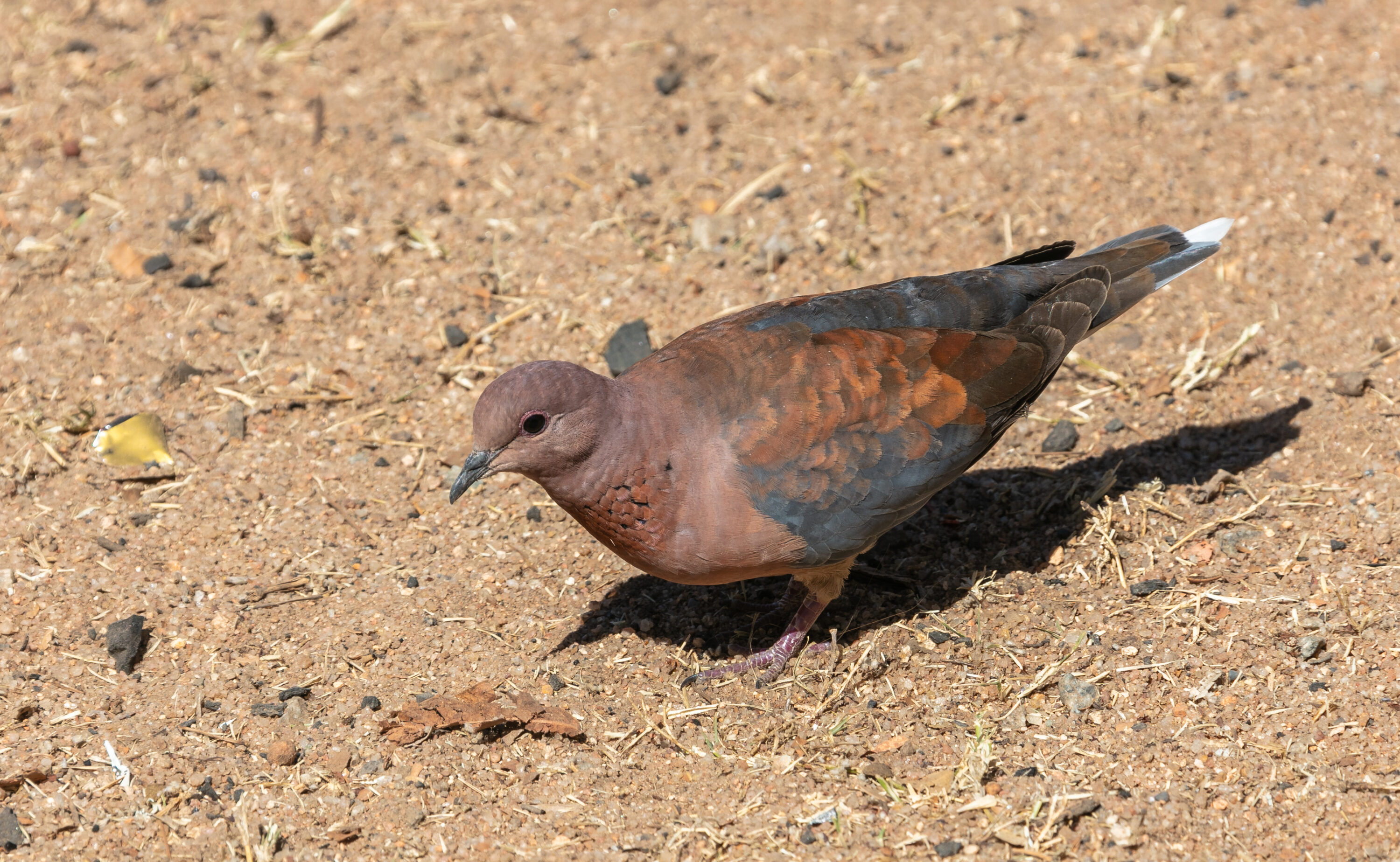 Wild laughing dove in Kruger National Park, South Africa