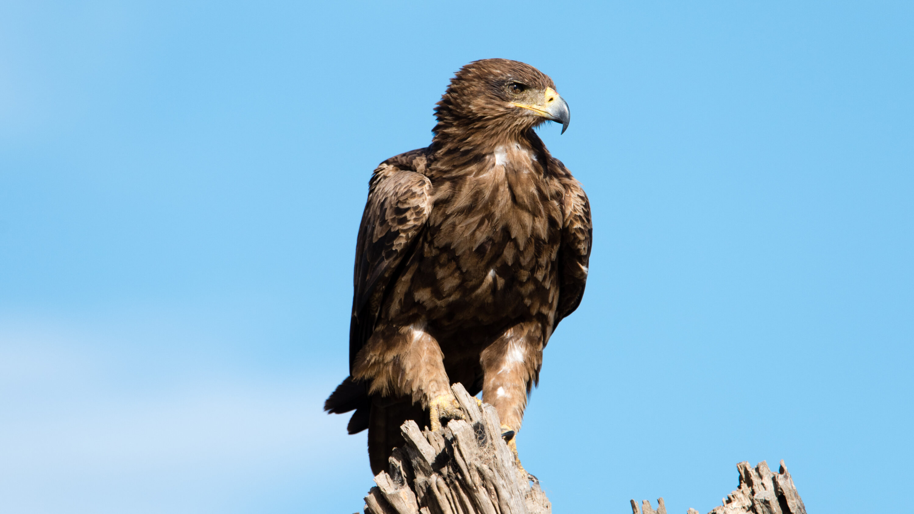 Tawny eagle perched on a dead tree against a blue sky