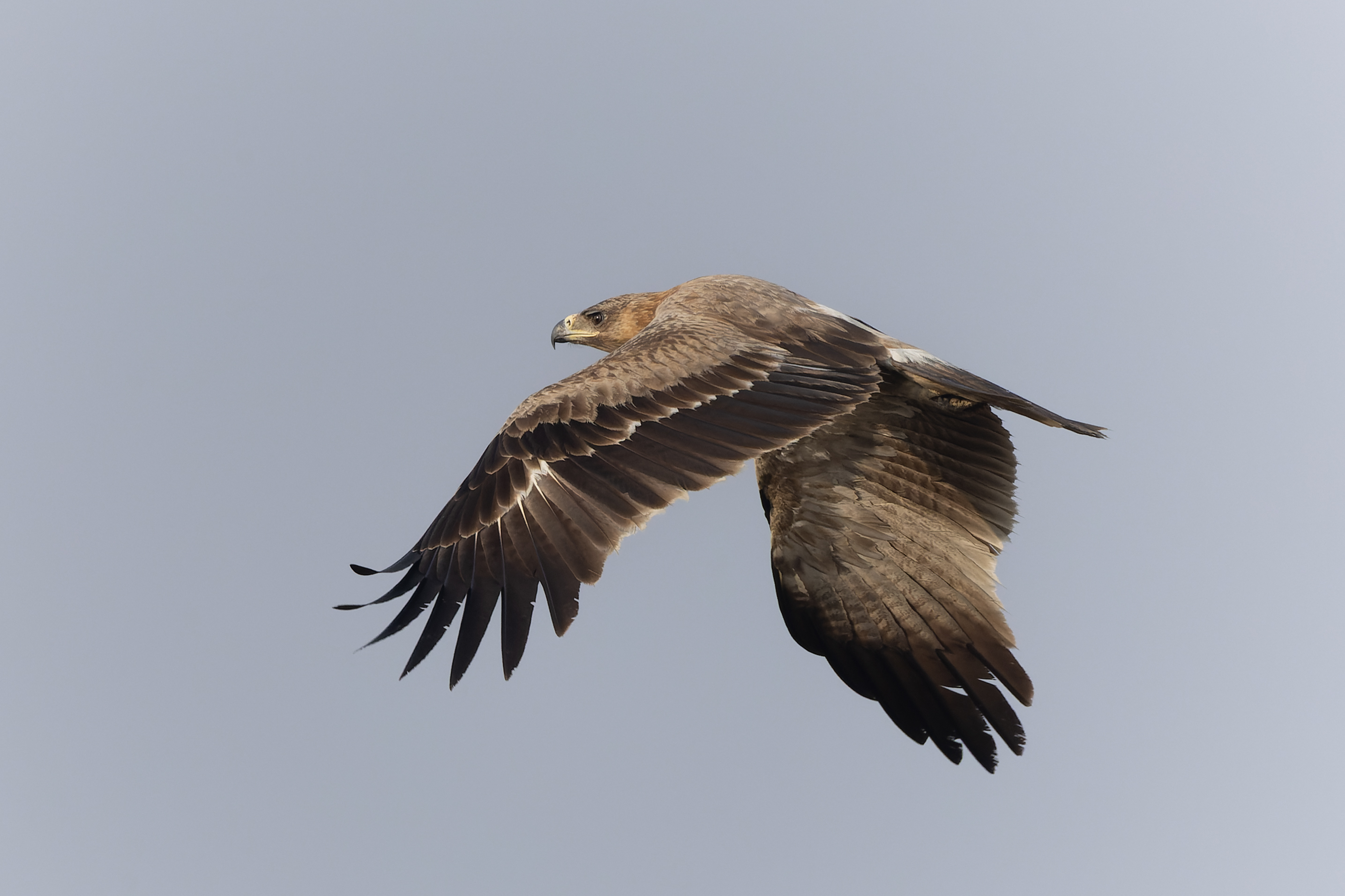Tawny eagle in flight in Rajasthan, India