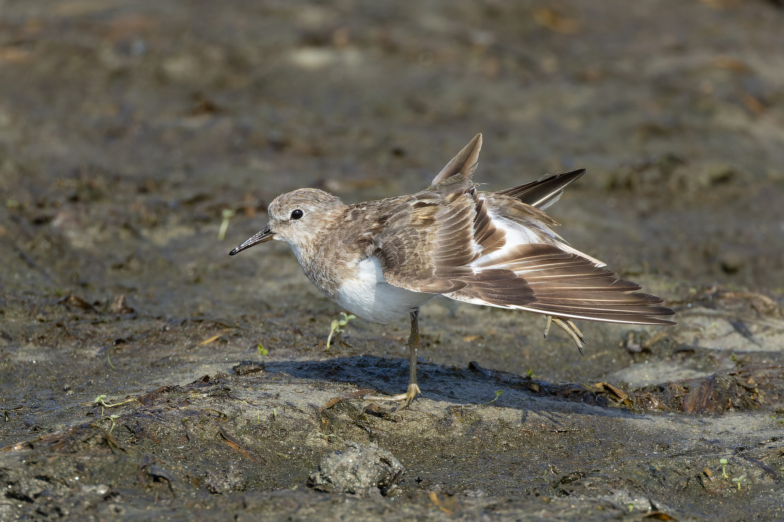 Temminck's Stint in Bakkhali, West Bengal, India