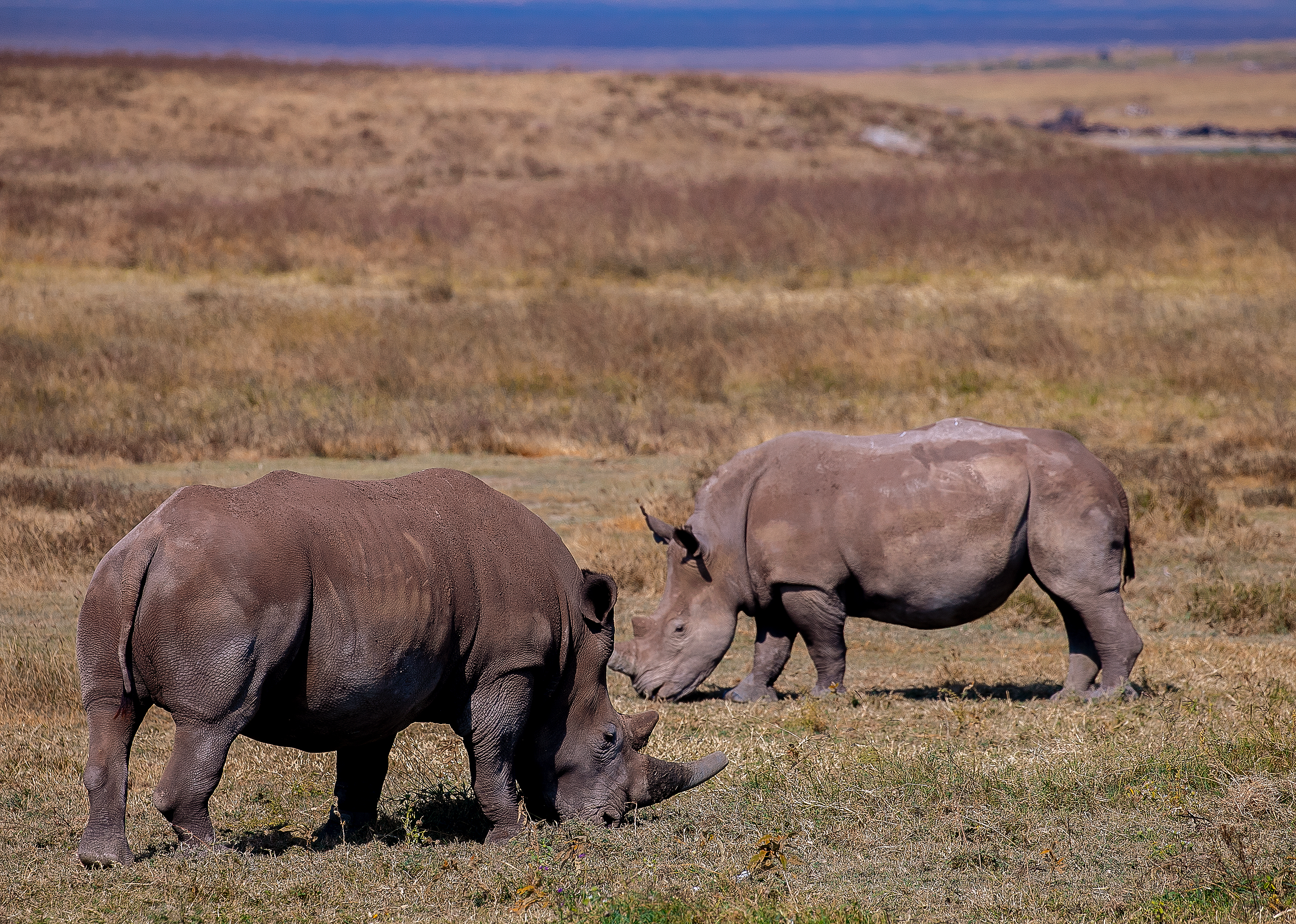 Black rhinoceros in the Ngorongoro Conservation Area