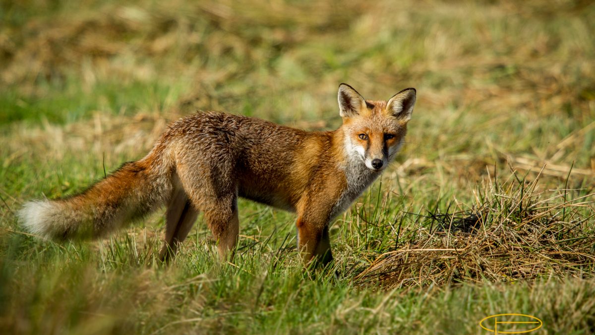 Red fox at Titchfield Haven, Hampshire, England