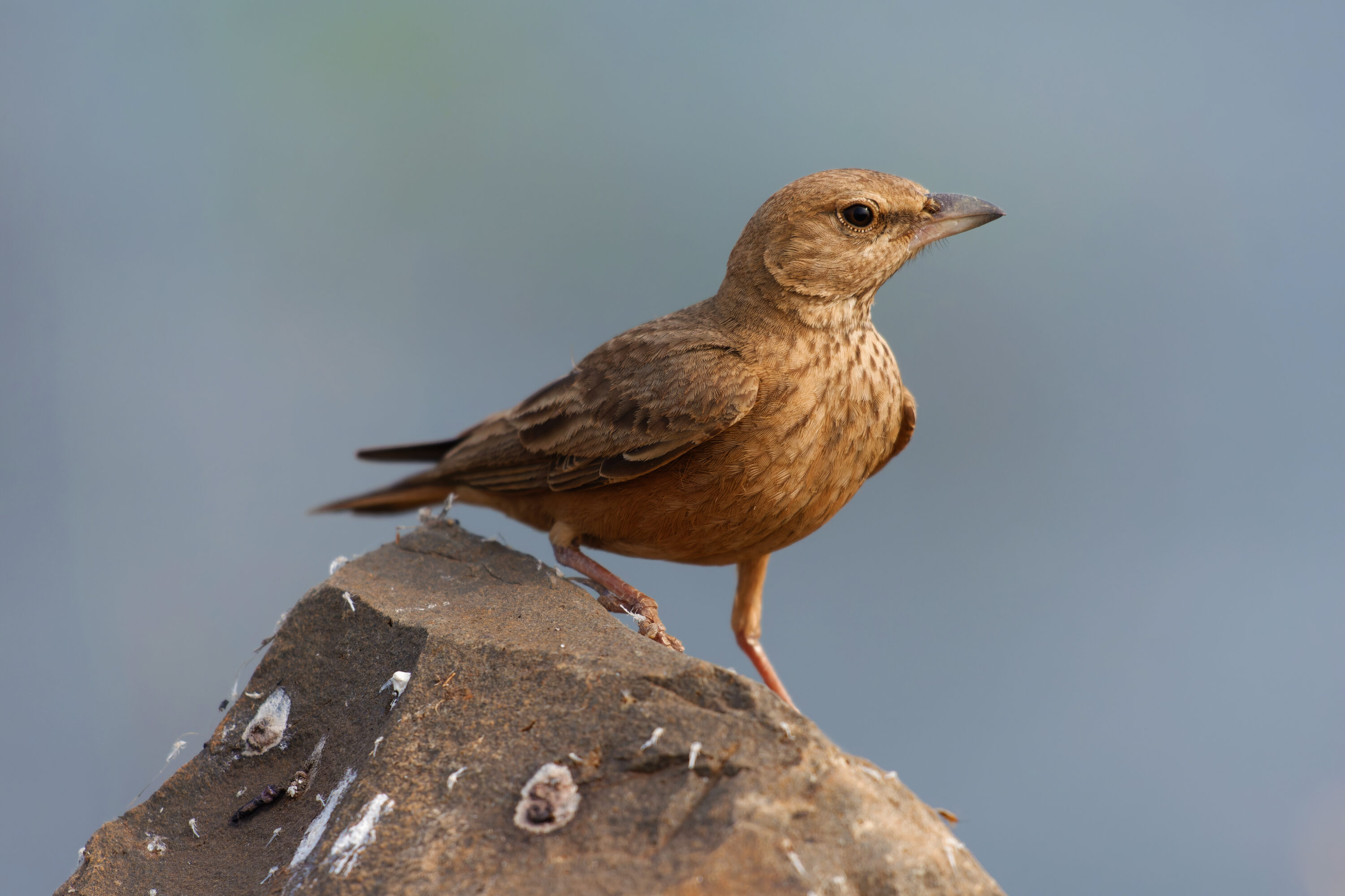Rufous-tailed lark in Hyderabad, Telangana, India