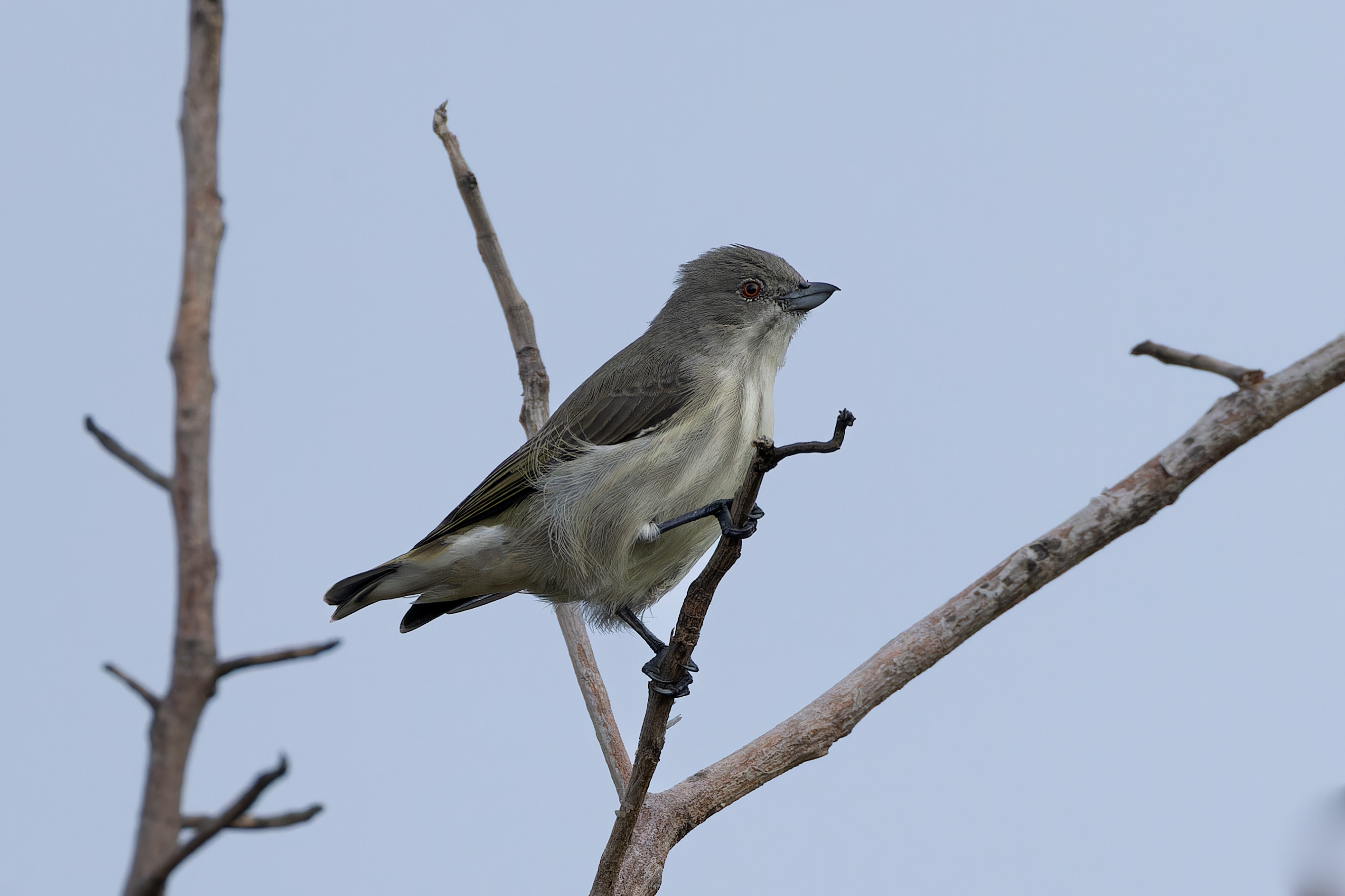 Thick-billed flowerpecker in Saswad, Maharashtra, India