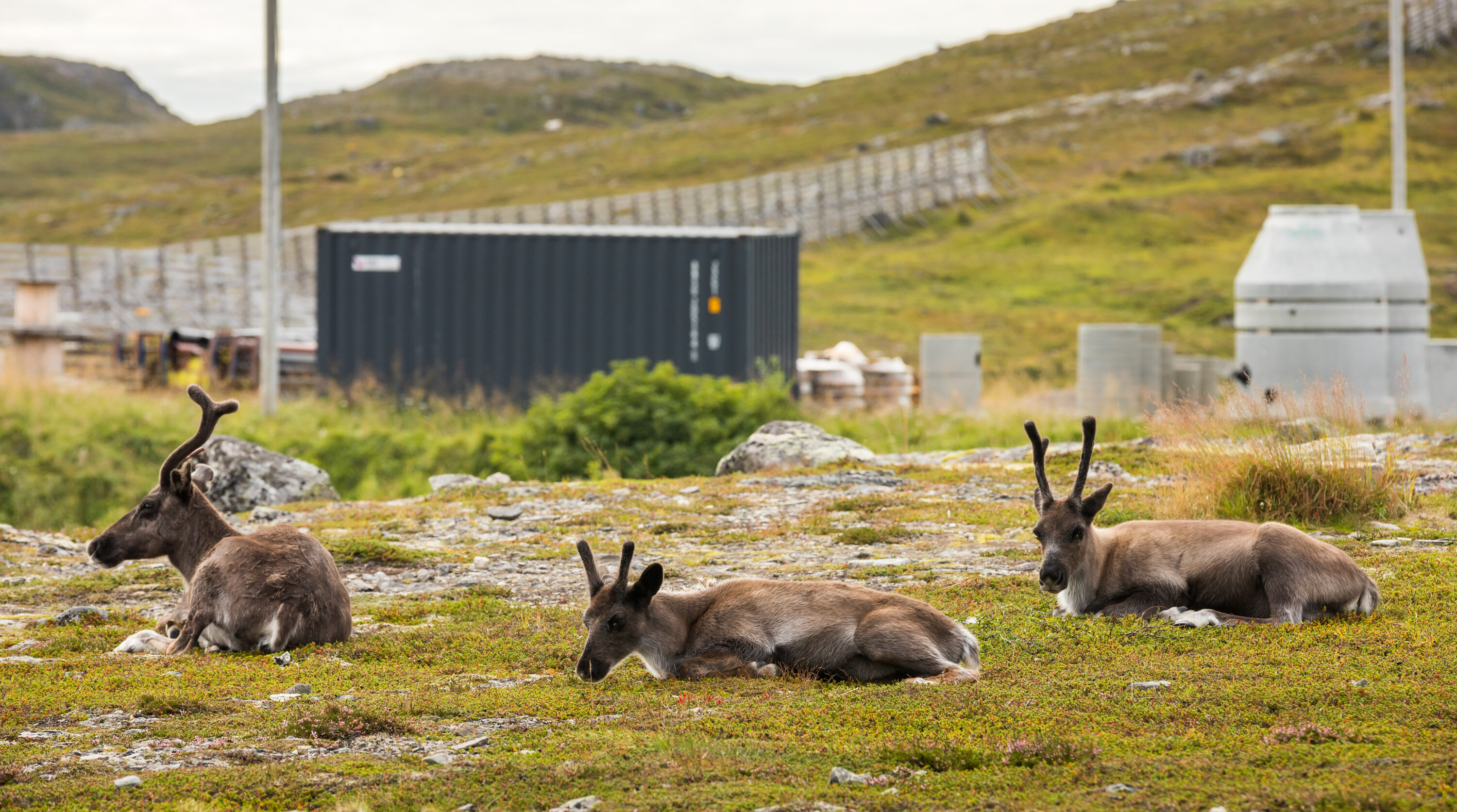 Three reindeer on the upland of Salen in Hammerfest, Norway