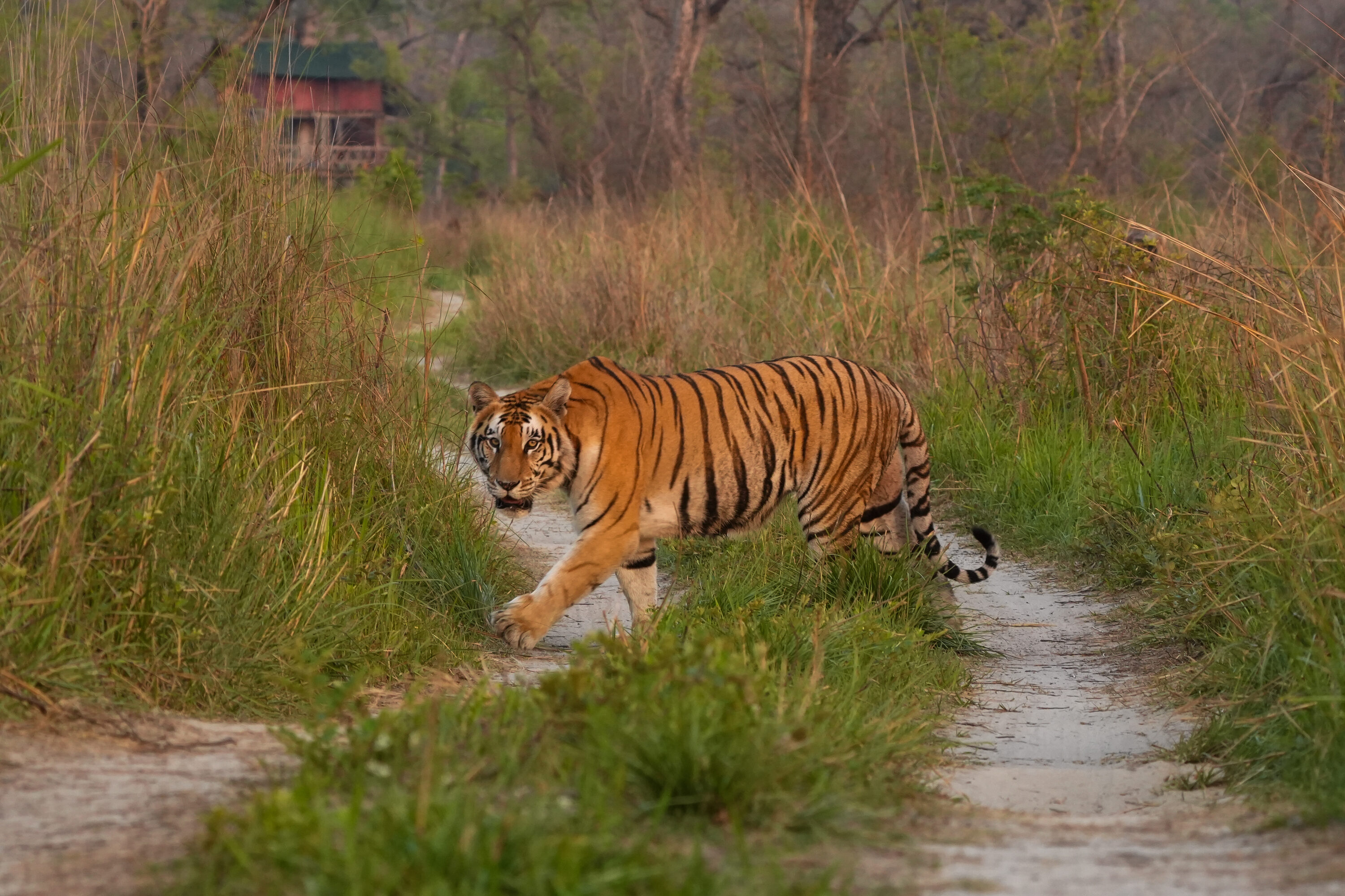 Wild Bengal tiger crossing a forest track in Bardia, Nepal