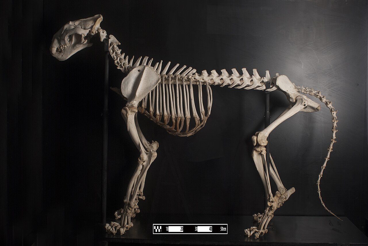 Mounted tiger skeleton photographed against a dark background