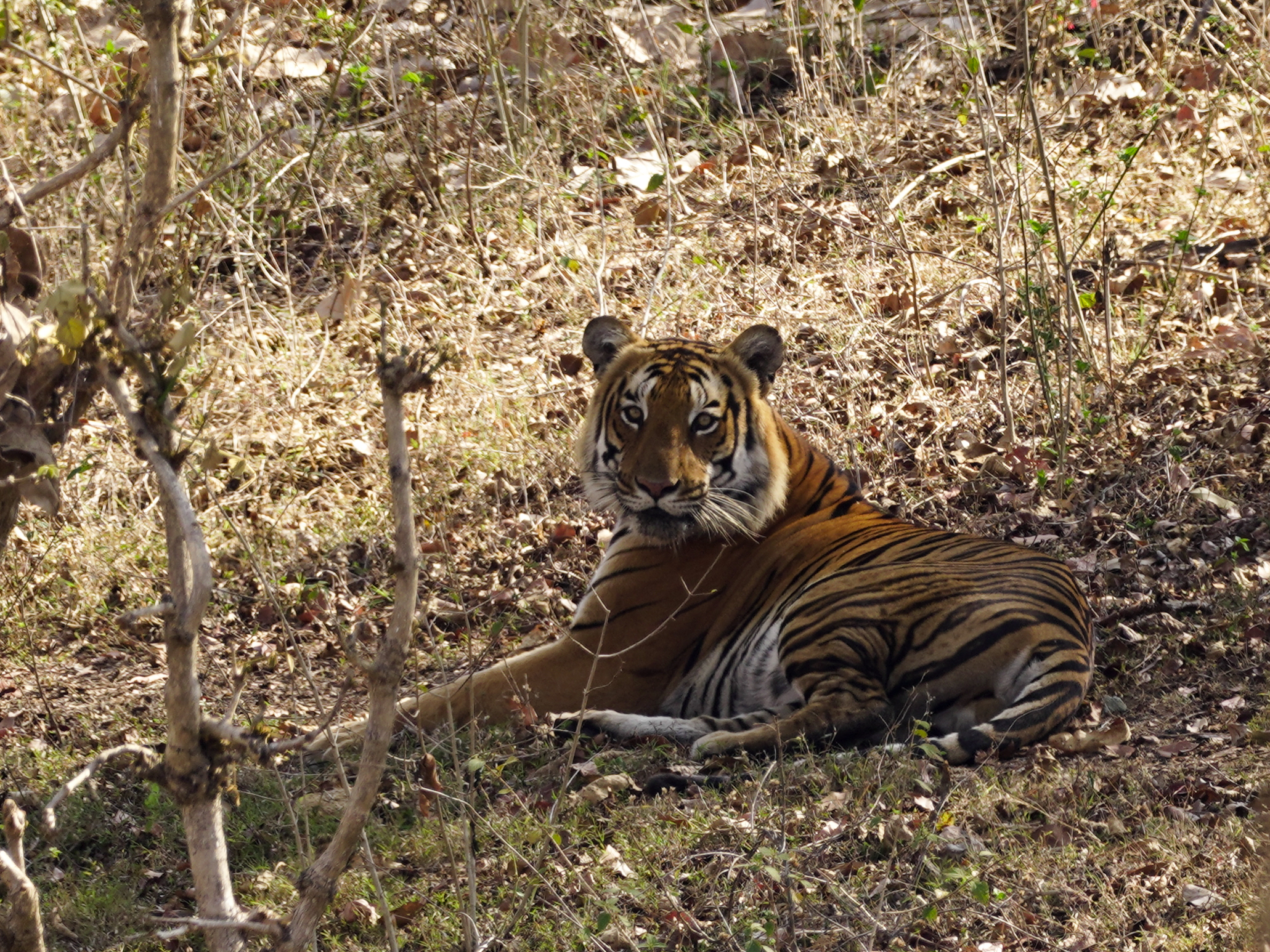 Wild Bengal tiger resting in Mudumalai National Park, Tamil Nadu