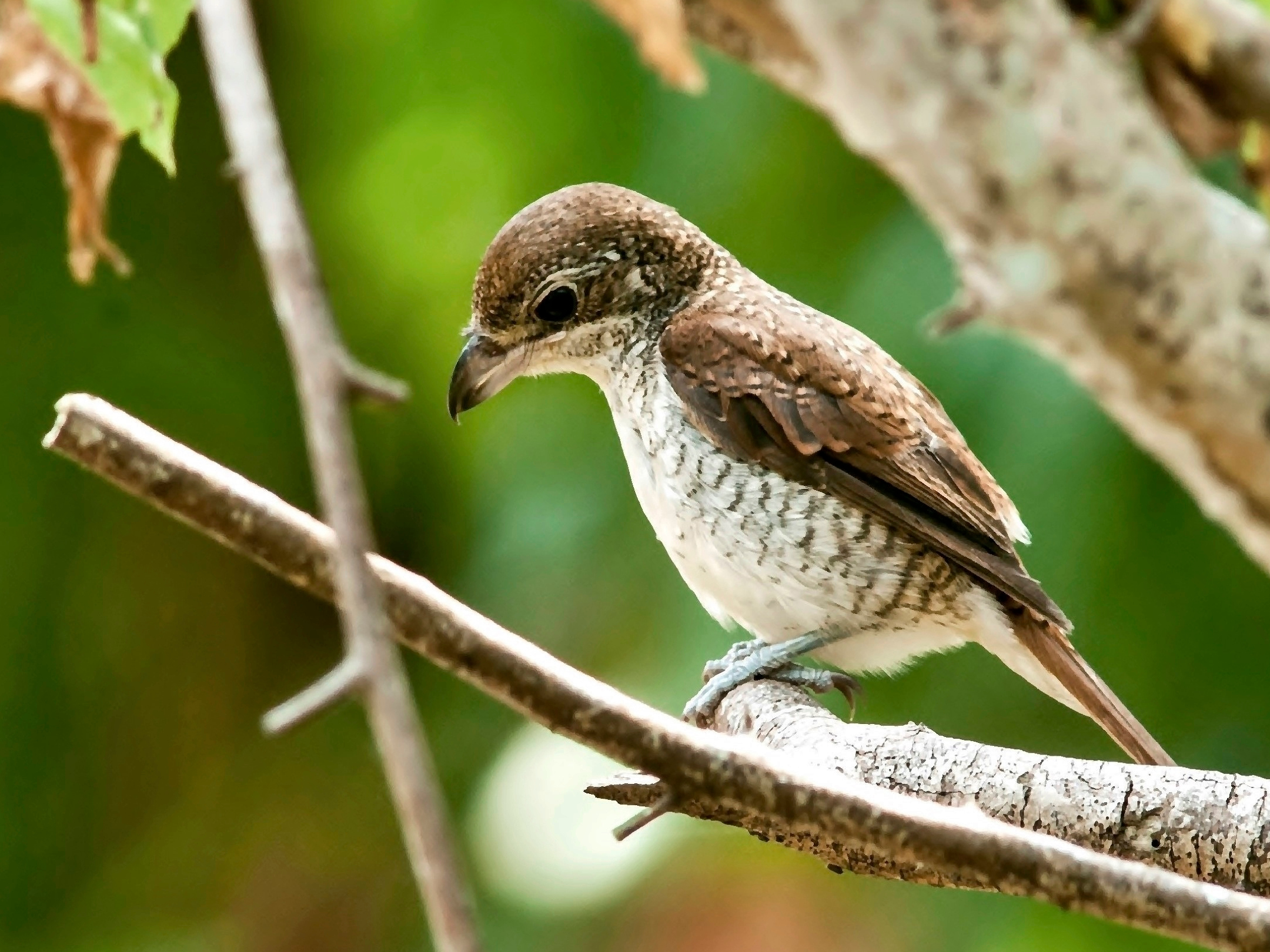 Juvenile tiger shrike perched on a branch