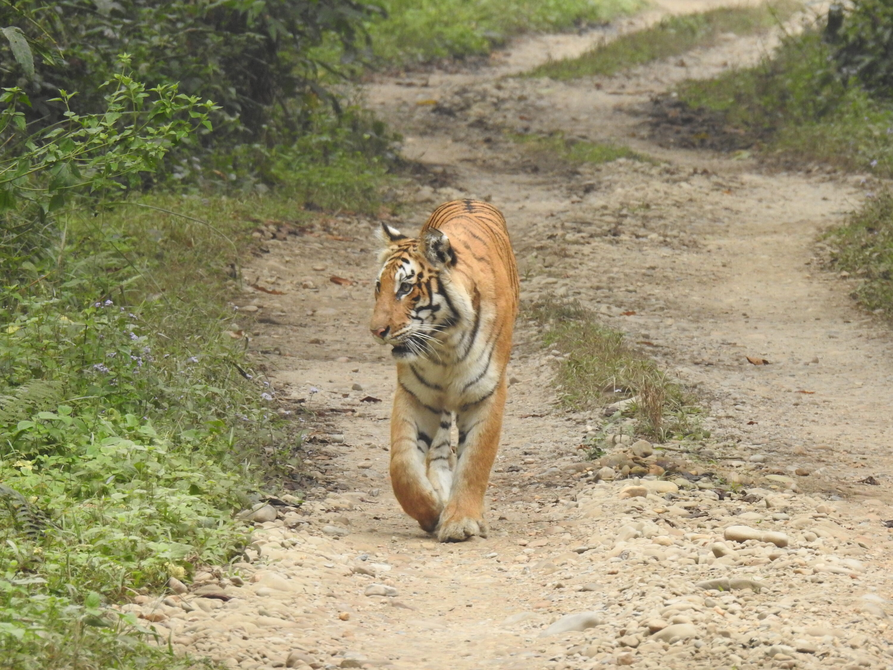 Wild tiger in Chitwan National Park, Nepal
