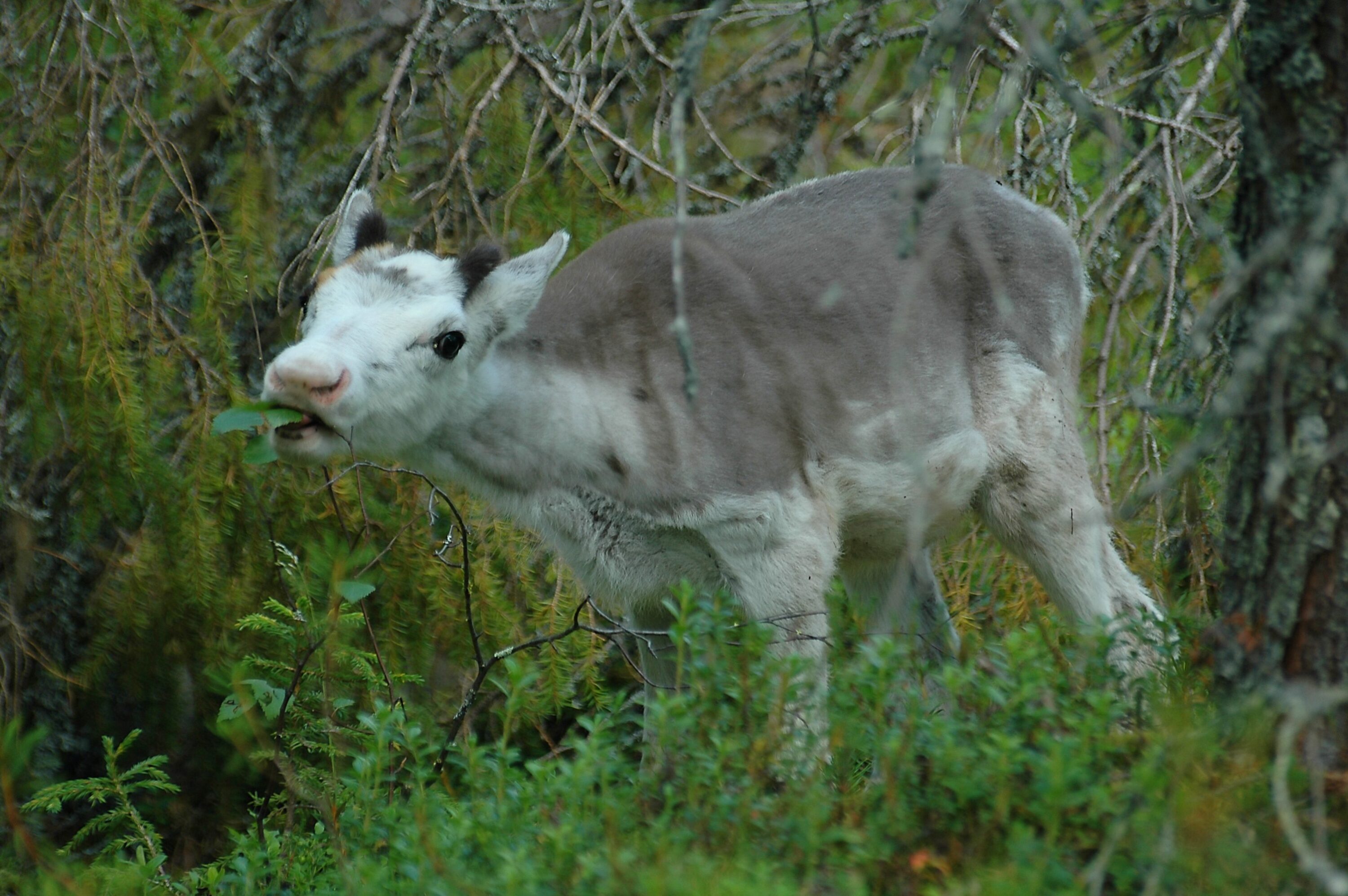 Young reindeer standing among low vegetation
