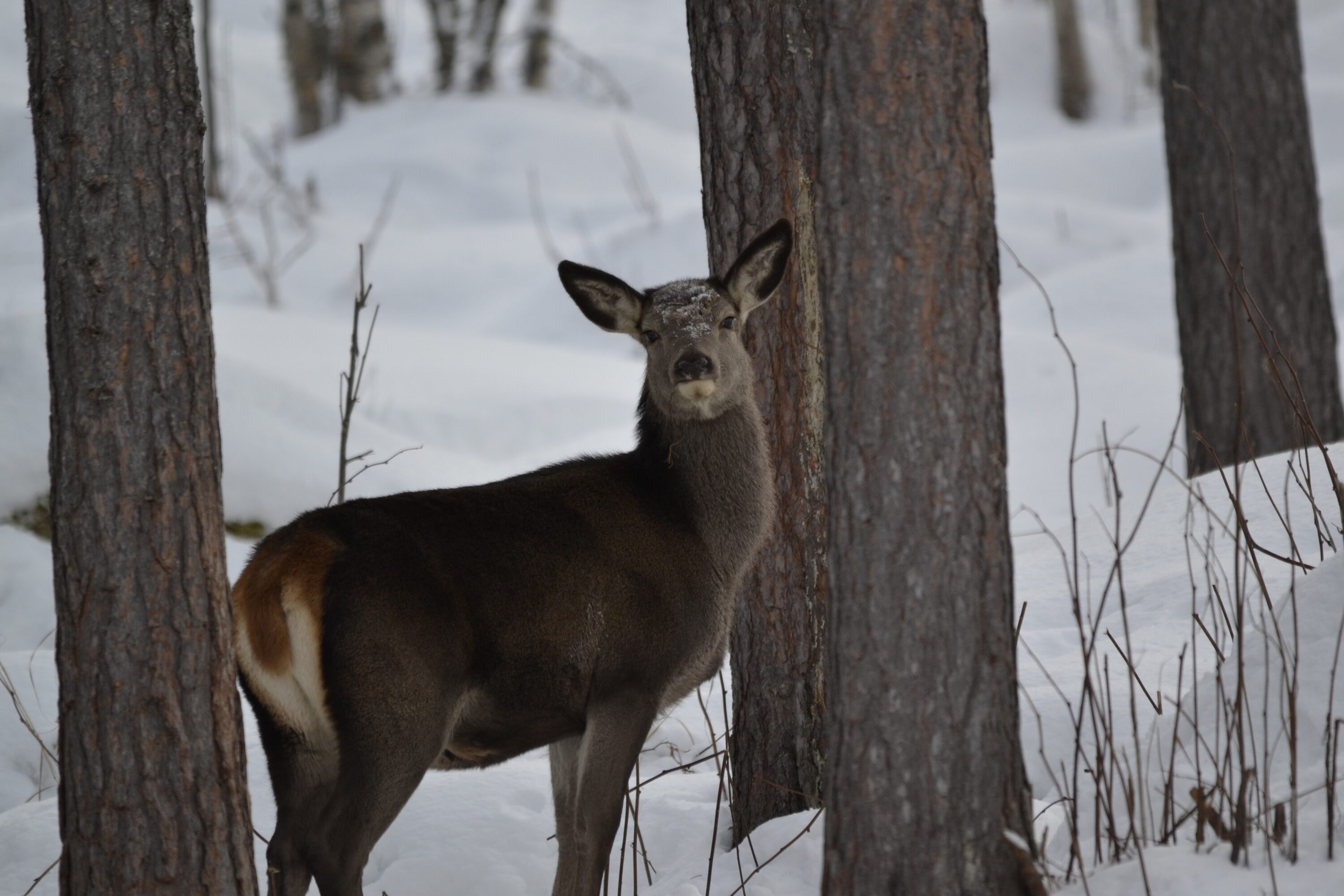 Red deer (Cervus elaphus) in a snowy forest in Norway