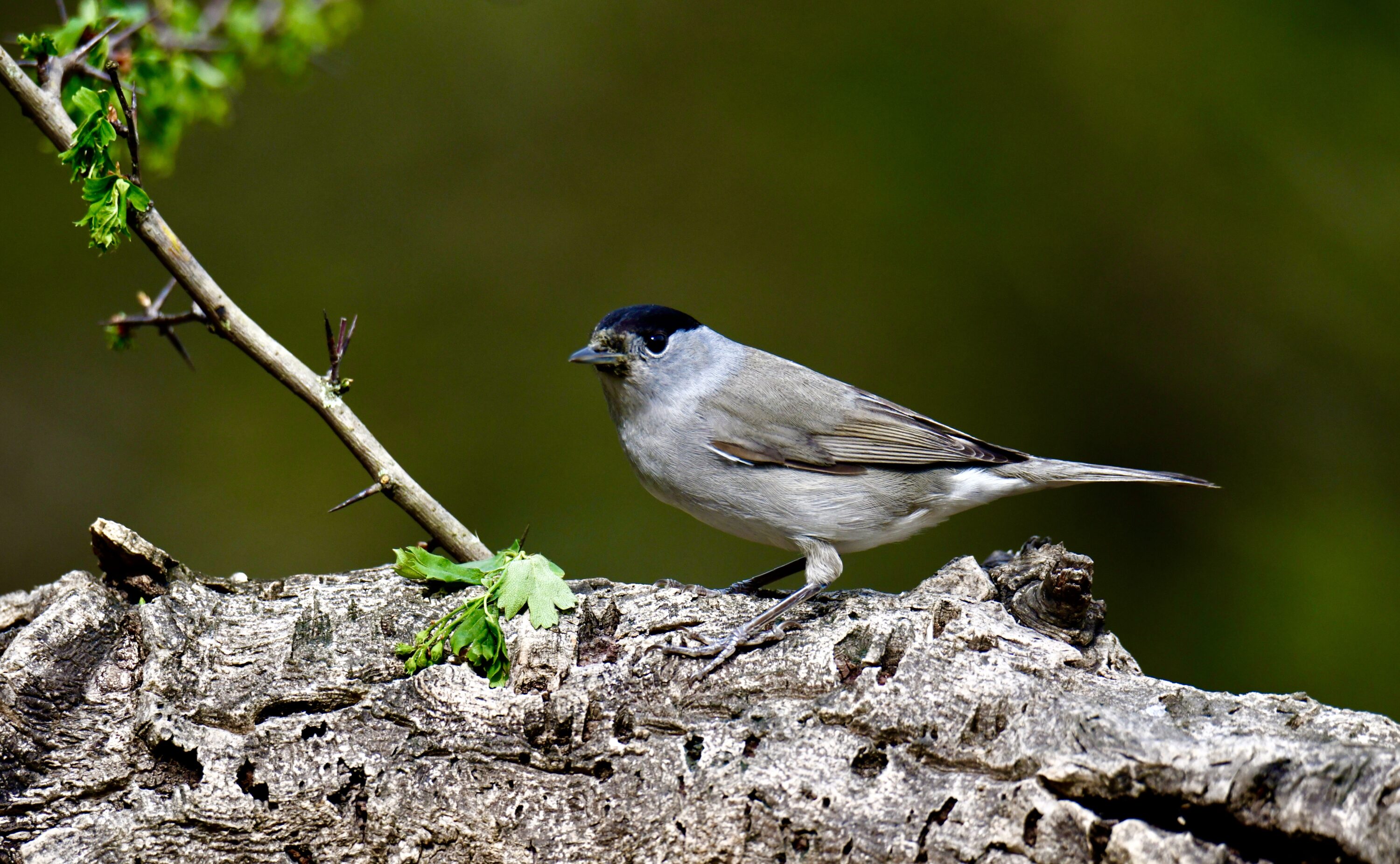 Male Eurasian blackcap perched on a branch