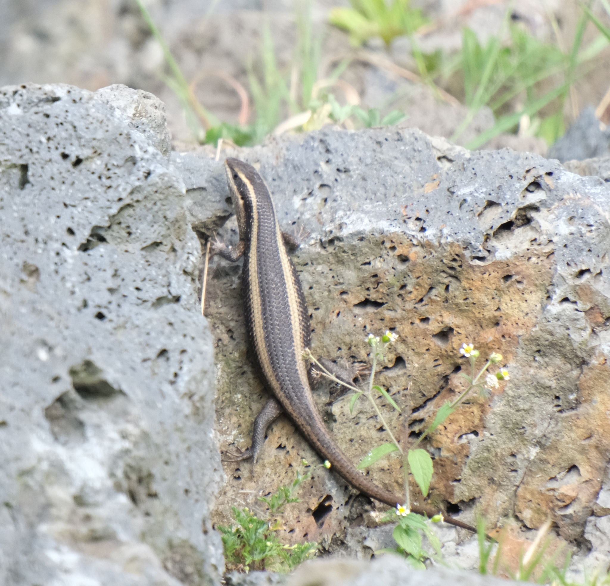 African striped skink on volcanic rock in Rwanda